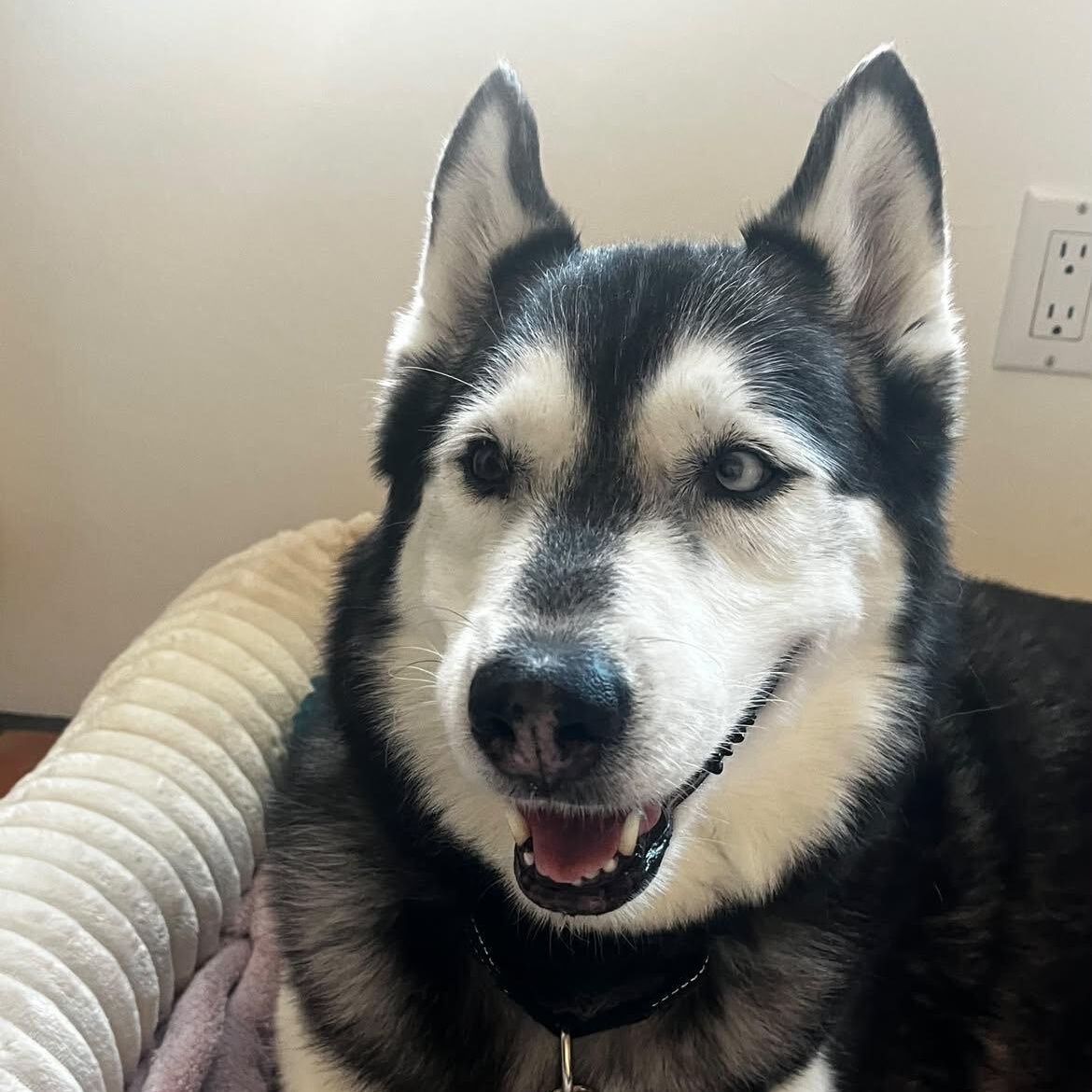 Enlarge Belitta, a Adoptable Husky in Lee vining , CA image 1/3