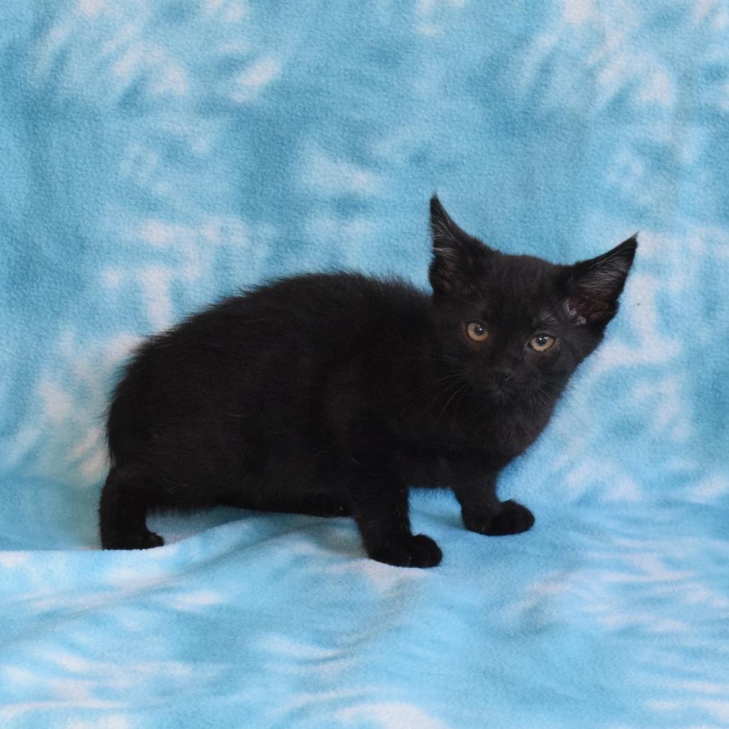 Enlarge Binx 52817, a Adoptable Domestic Short Hair in Eureka, CA image 1/3
