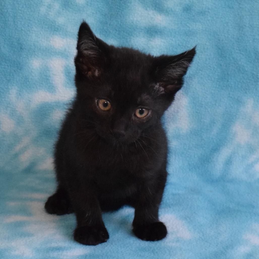 Enlarge Binx 52817, a Adoptable Domestic Short Hair in Eureka, CA image 2/3