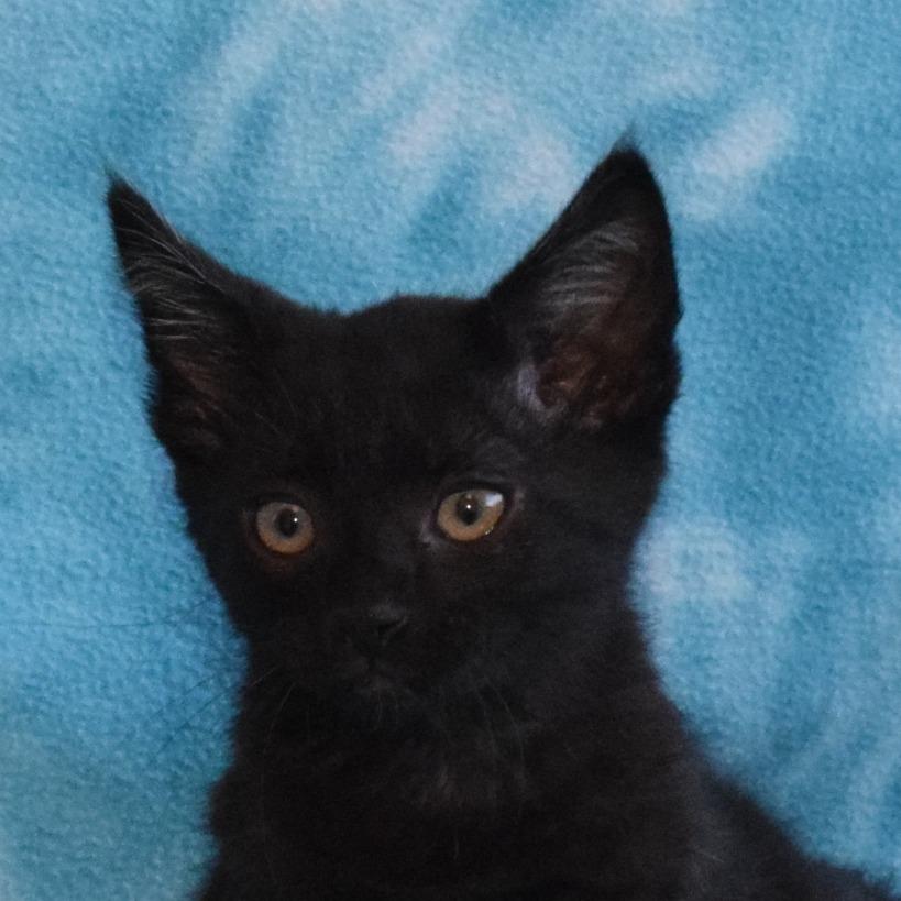 Enlarge Binx 52817, a Adoptable Domestic Short Hair in Eureka, CA image 3/3