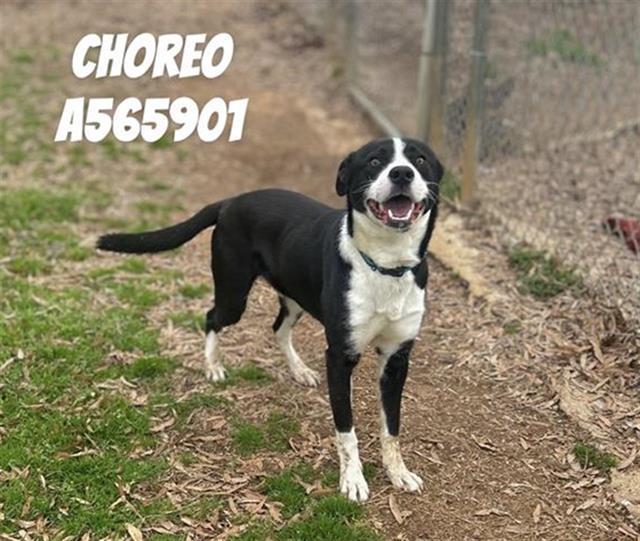 CHOREO, Adoptable, Young Male Border Collie & Mixed Breed.
