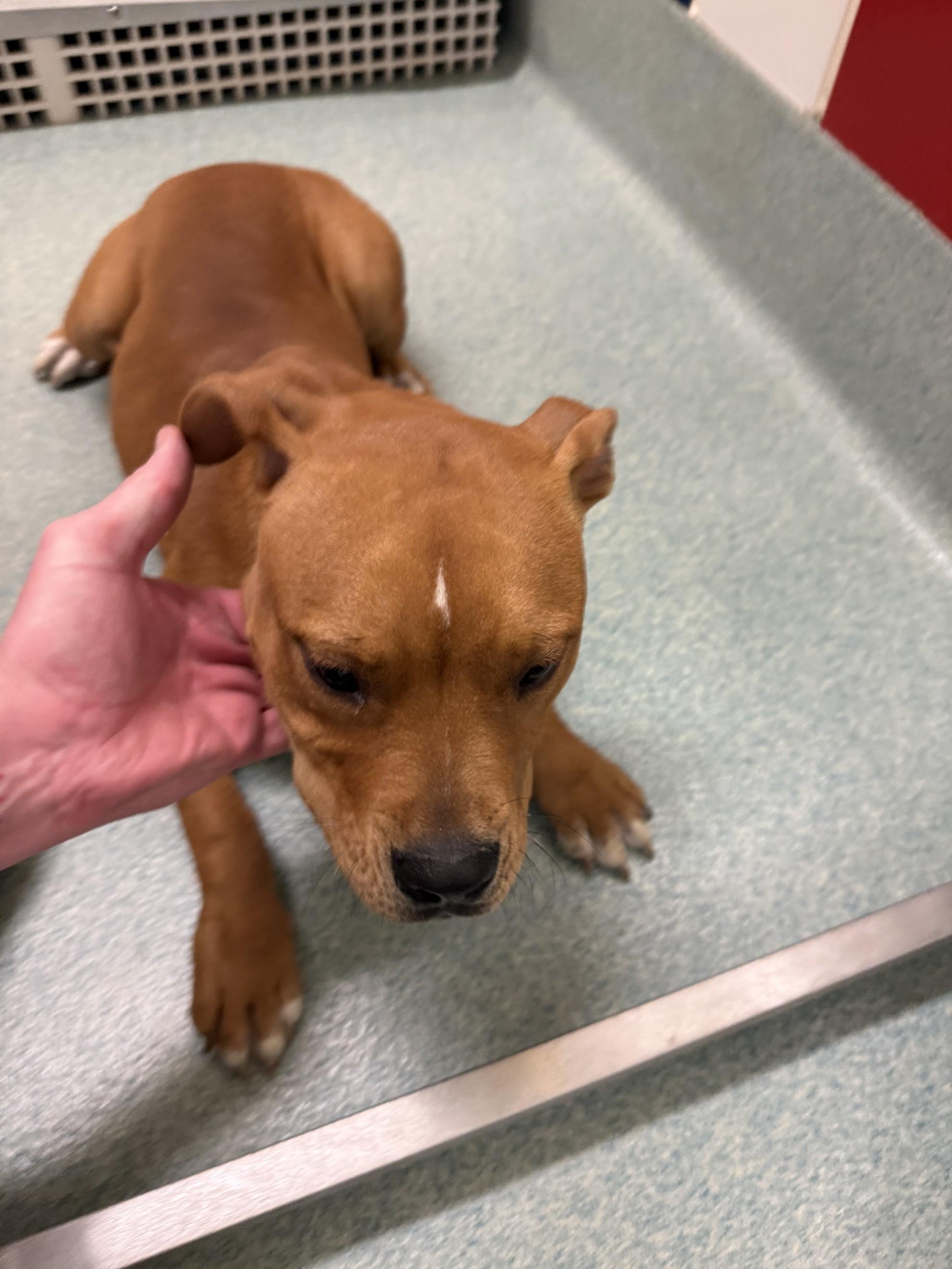 Caramel A212852