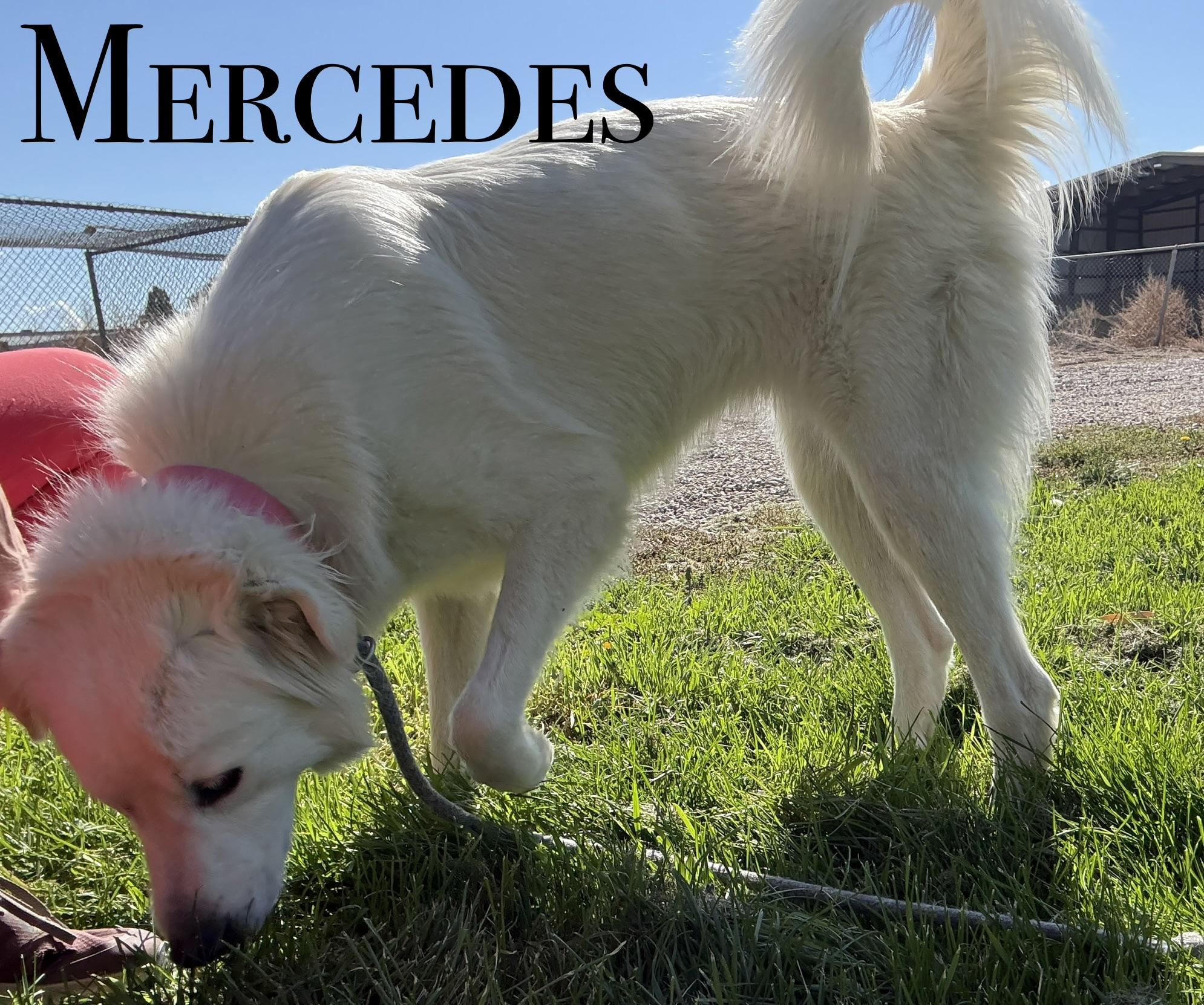 Enlarge Mercedes, a Adoptable mixed breed in Craig, CO image 1/2