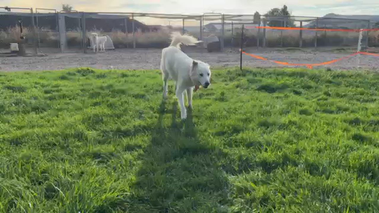 Enlarge Mercedes, a Adoptable mixed breed in Craig, CO video 2/2