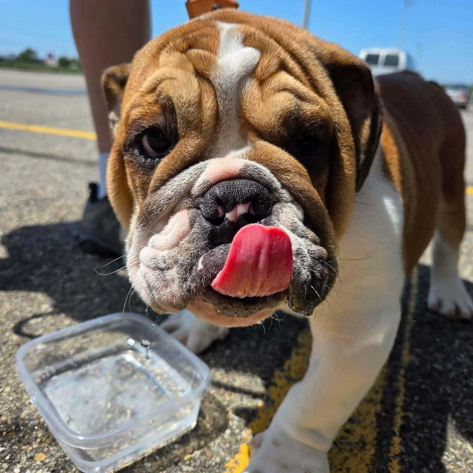 Iverson, an adopted English Bulldog in hilton, NY image 4/4