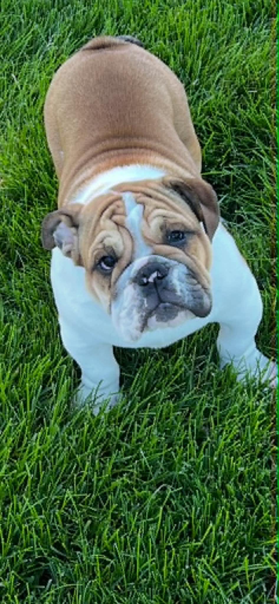 Iverson, an adopted English Bulldog in hilton, NY image 2/4
