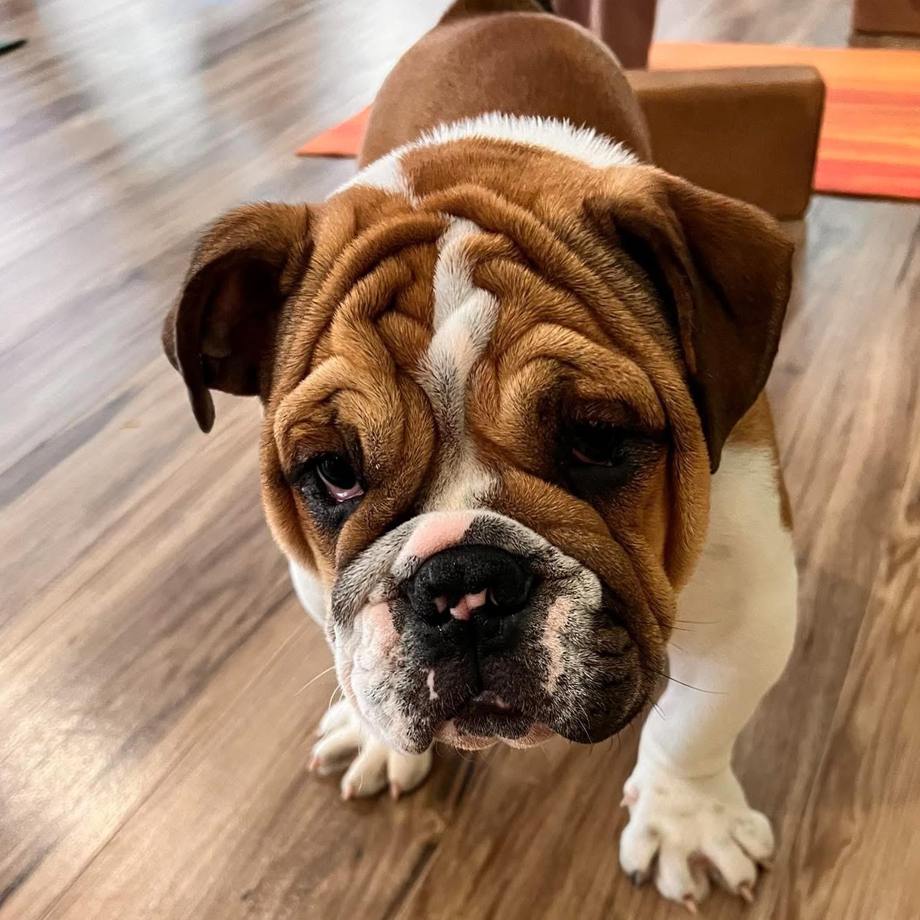 Iverson, adopted, Young Male English Bulldog.