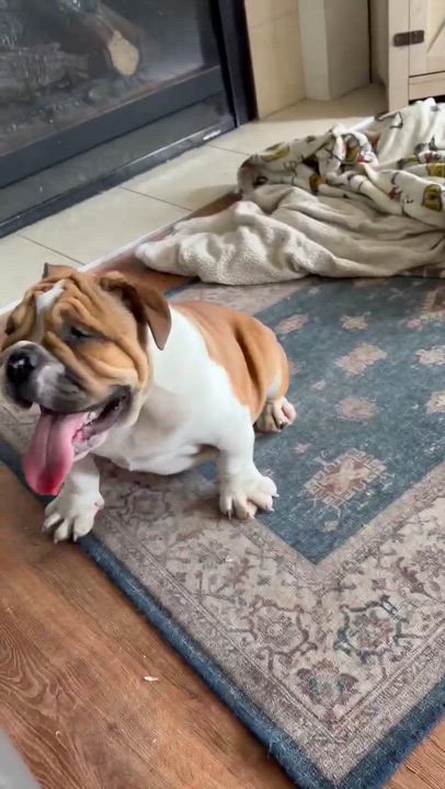 Enlarge Iverson, an adopted English Bulldog in hilton, NY video 3/4