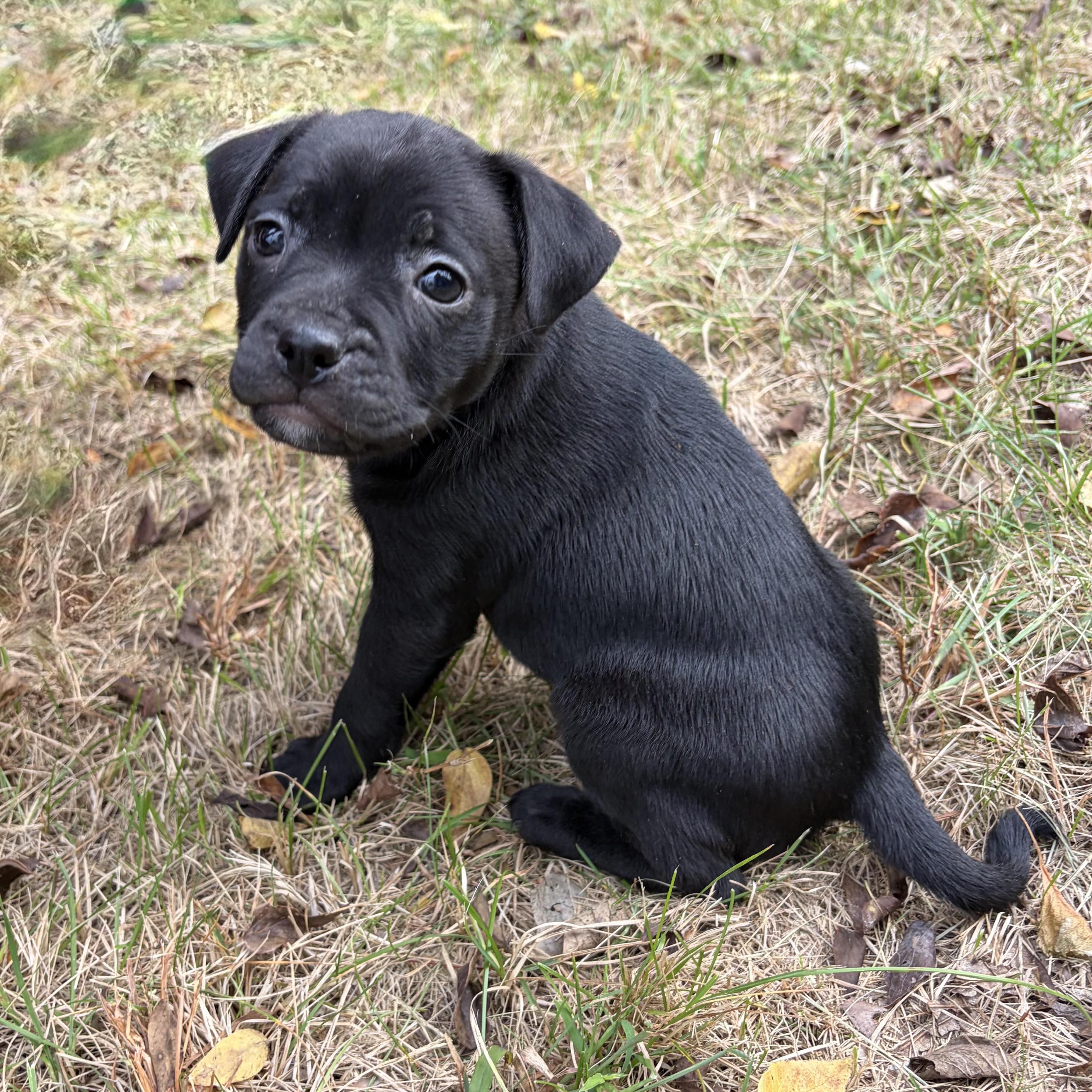 Enlarge Pumpkin, a Adoptable mixed breed in Murphysboro, IL image 4/6