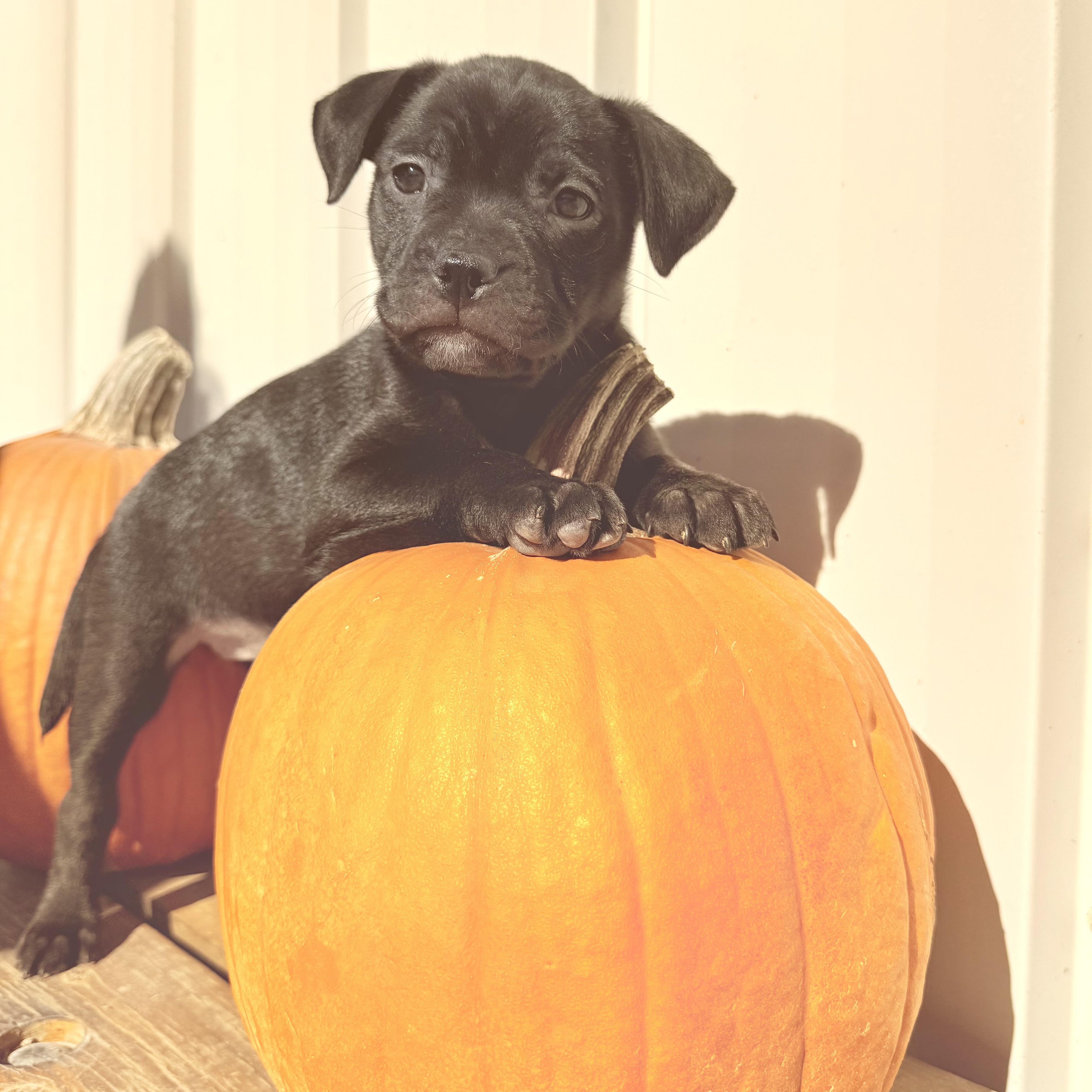 Pumpkin, Adoptable, Puppy Female Boston Terrier & French Bulldog.