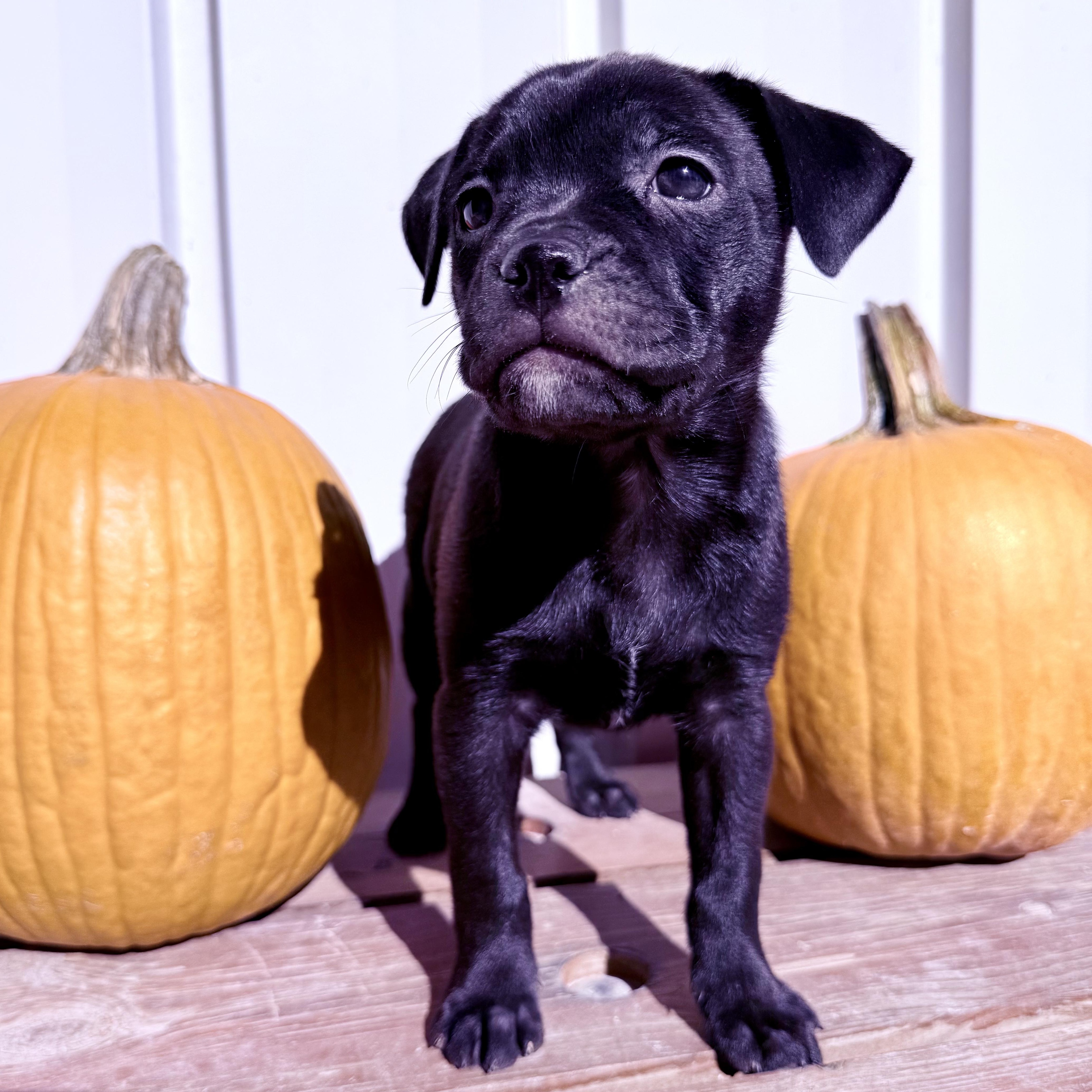 Enlarge Pumpkin, a Adoptable mixed breed in Murphysboro, IL image 3/6