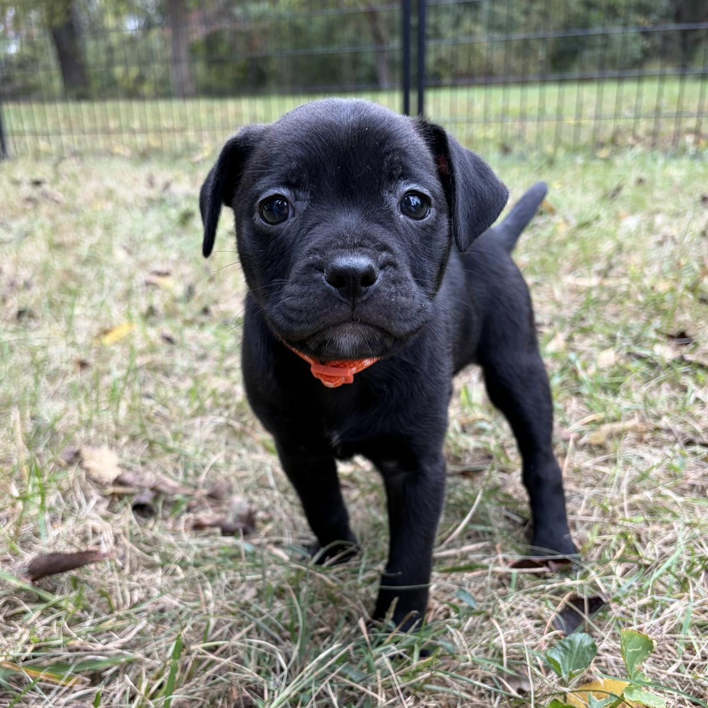 Enlarge Pumpkin, a Adoptable mixed breed in Murphysboro, IL image 5/6