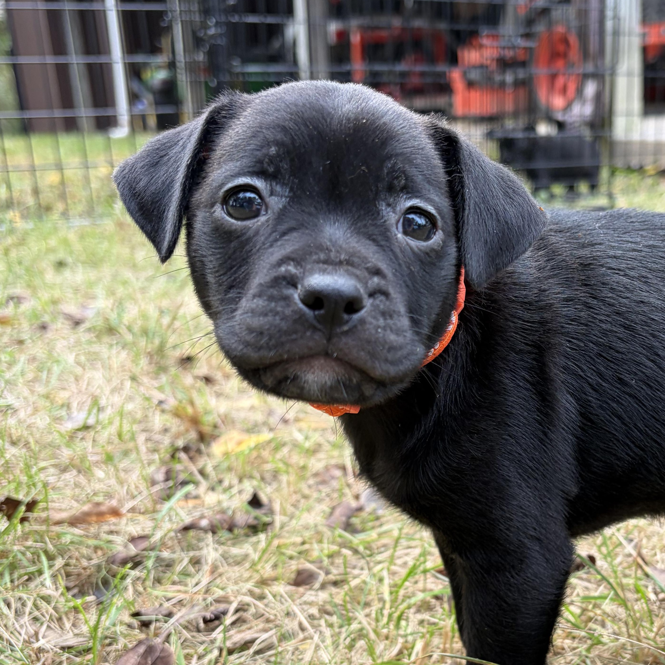 Enlarge Pumpkin, a Adoptable mixed breed in Murphysboro, IL image 2/6