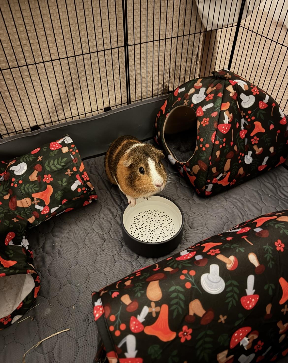 Enlarge Mushroom, an adopted Guinea Pig in Bishopville, SC image 3/5