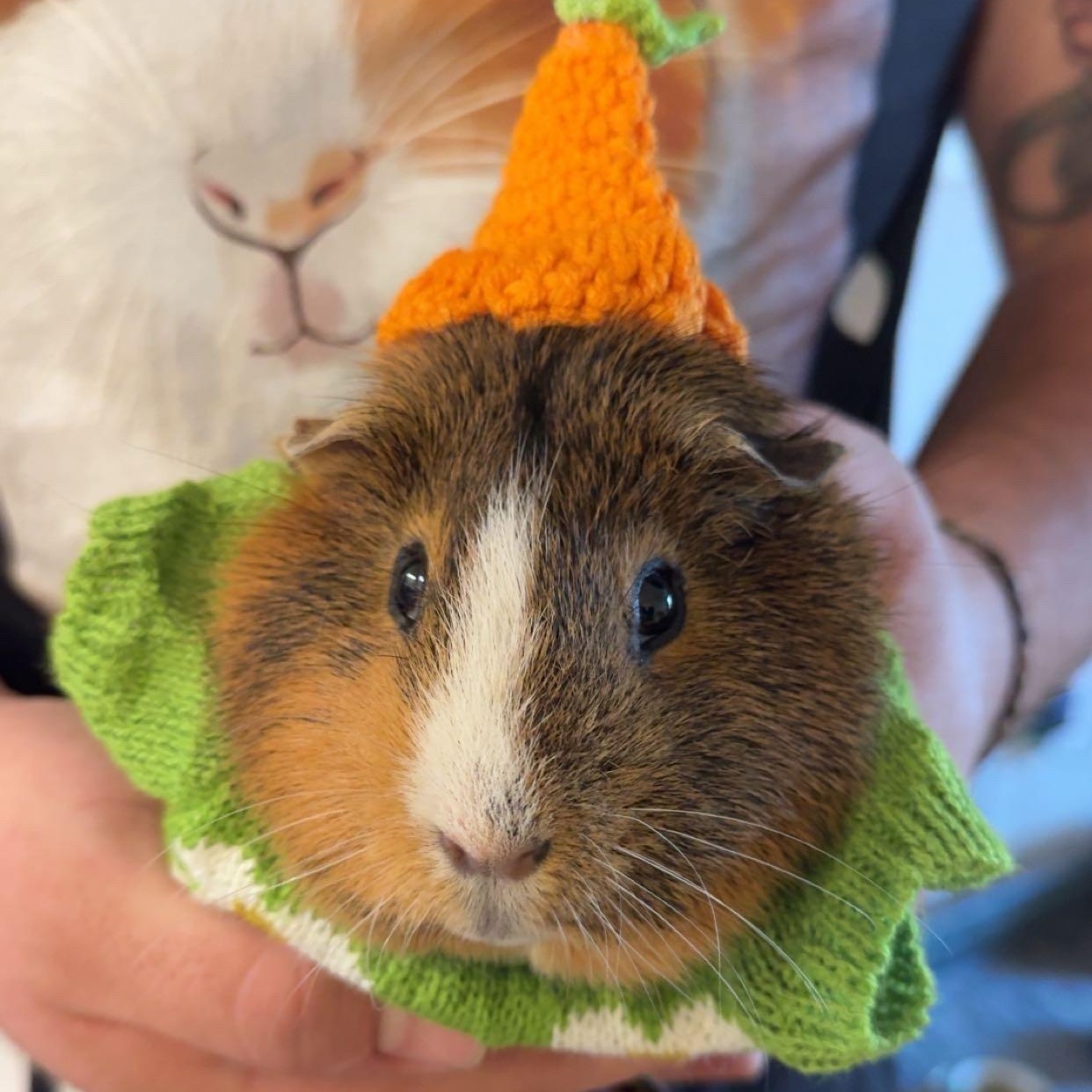 Enlarge Mushroom, an adopted Guinea Pig in Bishopville, SC image 1/5