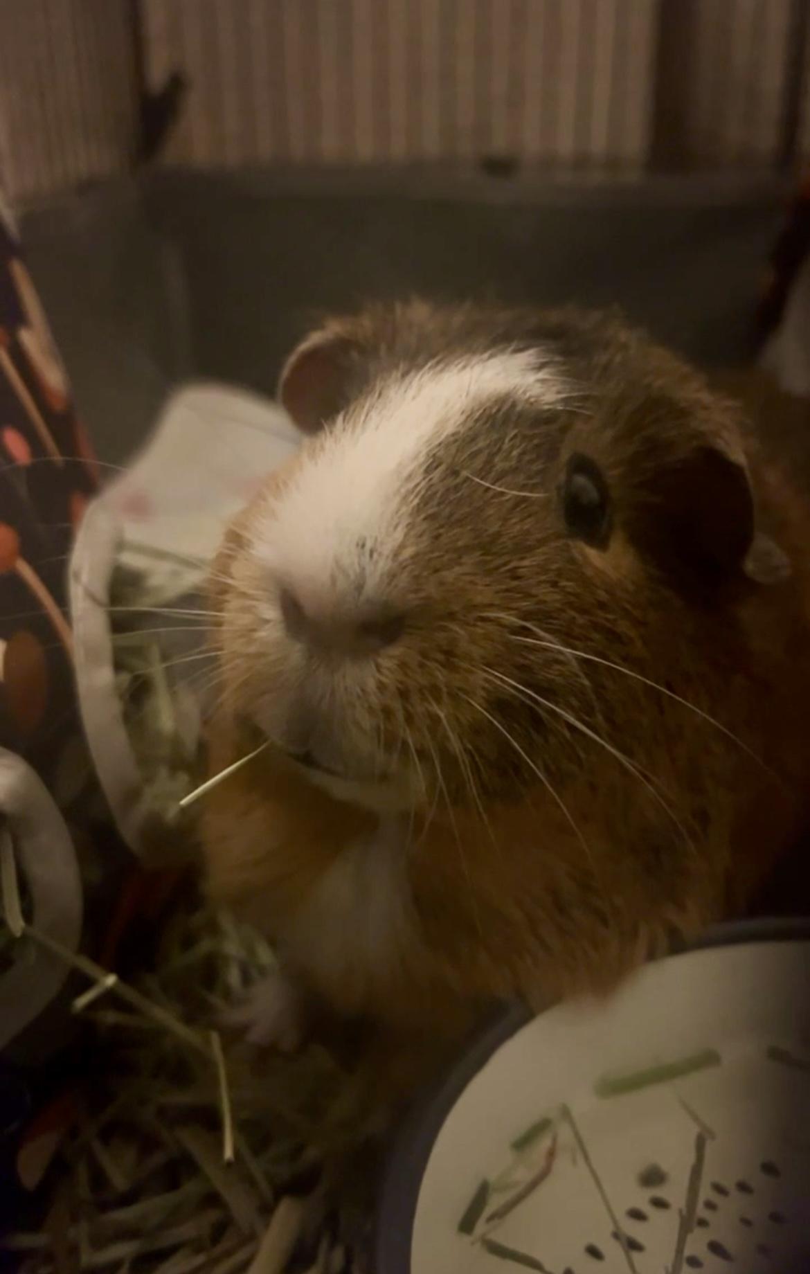 Enlarge Mushroom, an adopted Guinea Pig in Bishopville, SC image 2/5