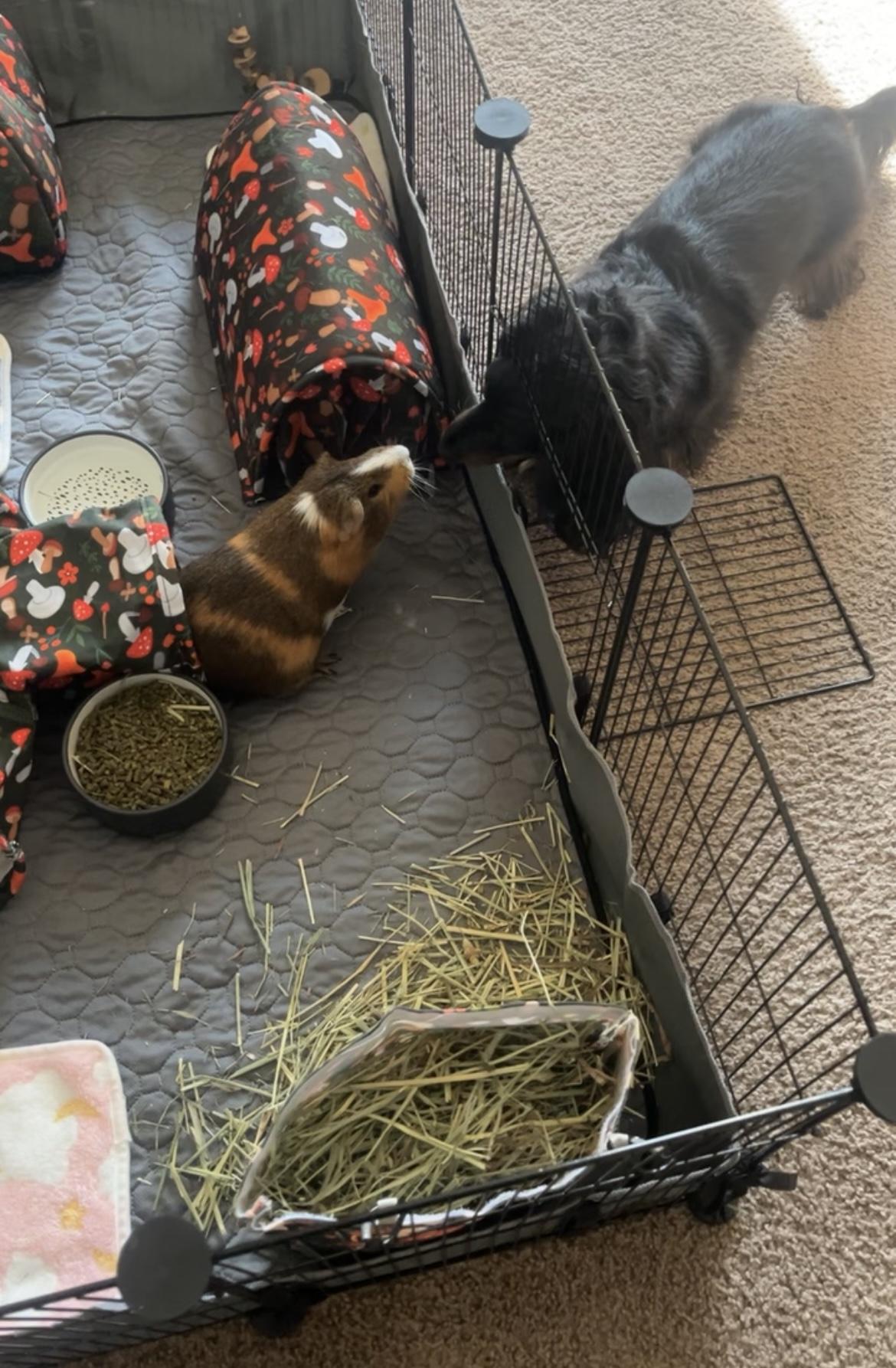 Enlarge Mushroom, an adopted Guinea Pig in Bishopville, SC image 4/5