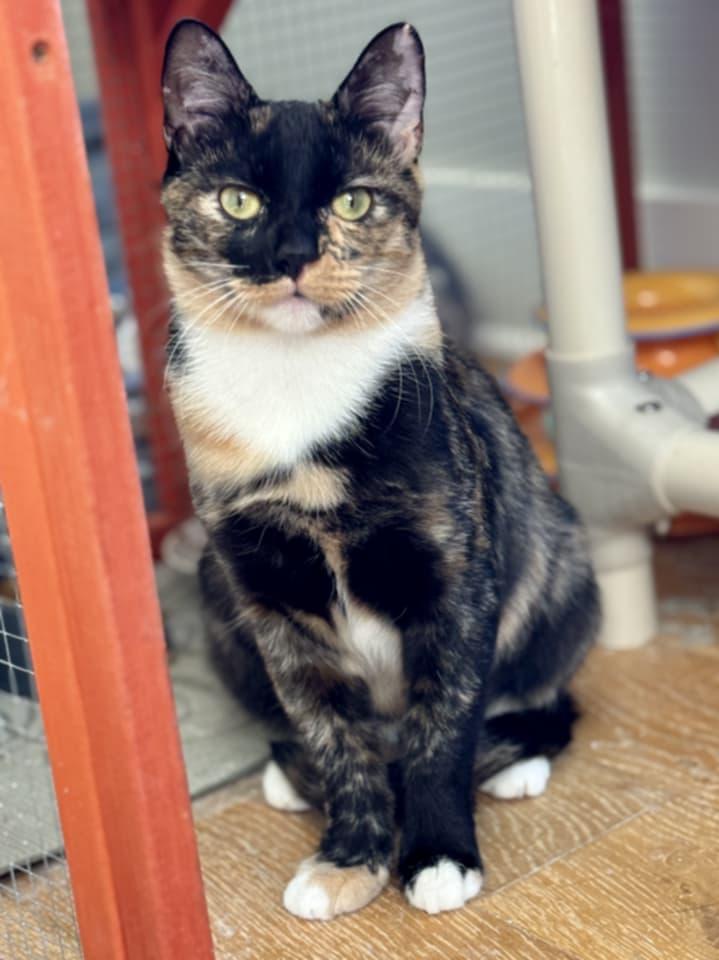 Sammie, Adoptable, Young Female Domestic Short Hair.