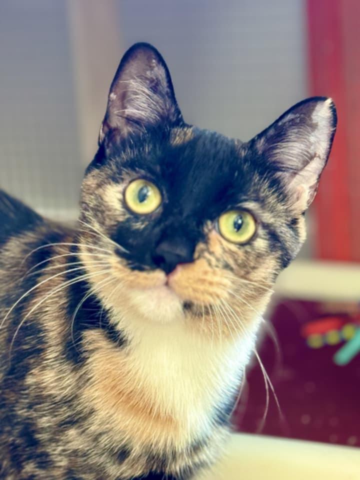 Enlarge Sammie, a Adoptable Domestic Short Hair in McDonough, GA image 2/2