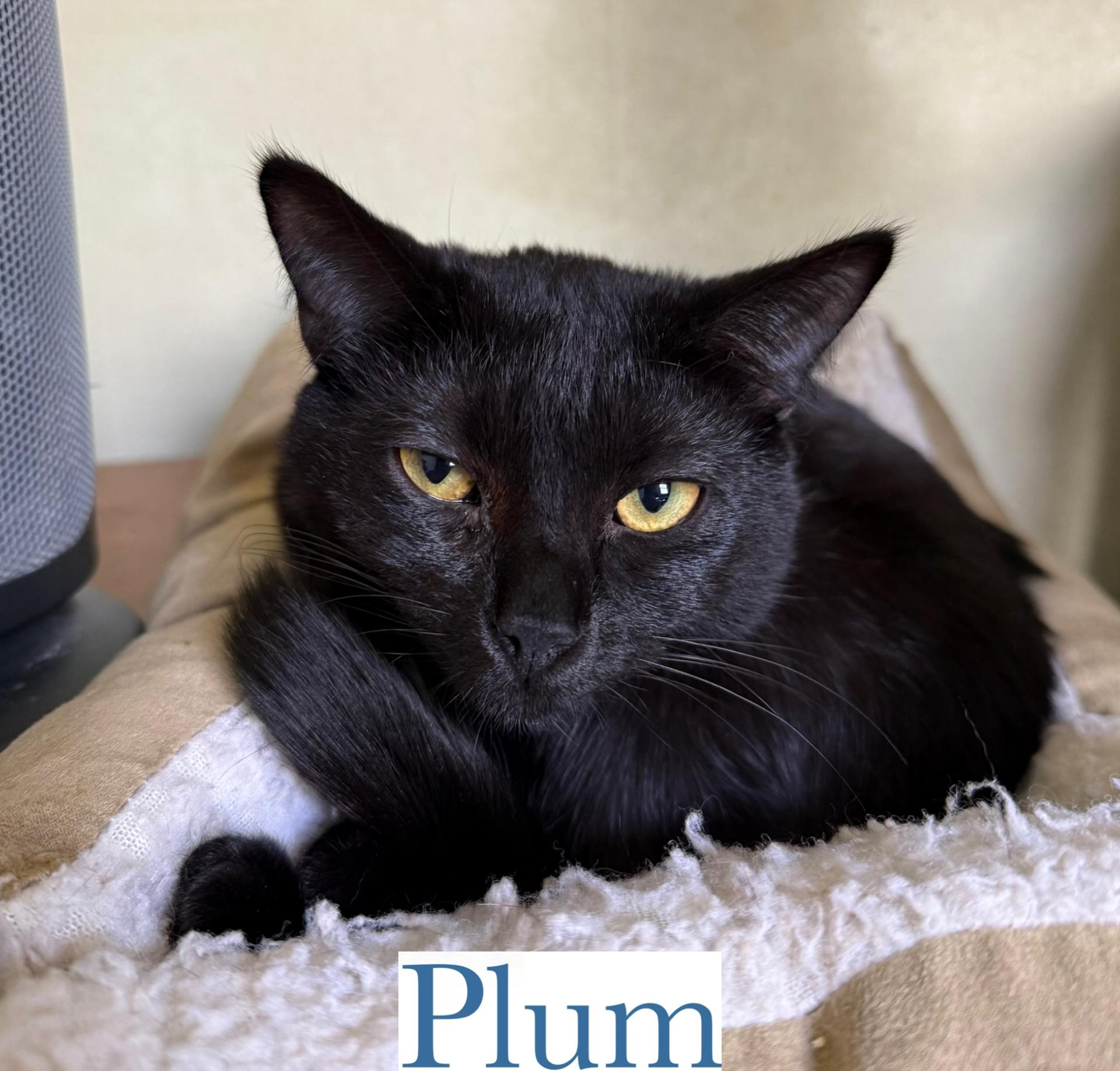 Plum, a Adoptable Domestic Short Hair in Berkeley Springs, WV image 1/3