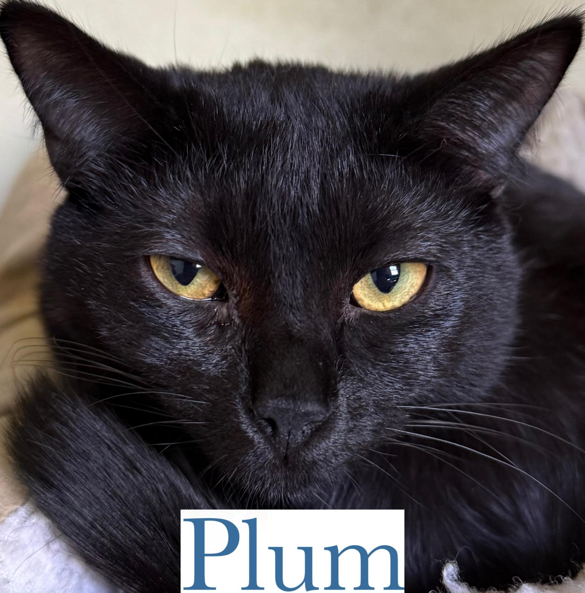 Plum, a Adoptable Domestic Short Hair in Berkeley Springs, WV image 2/3