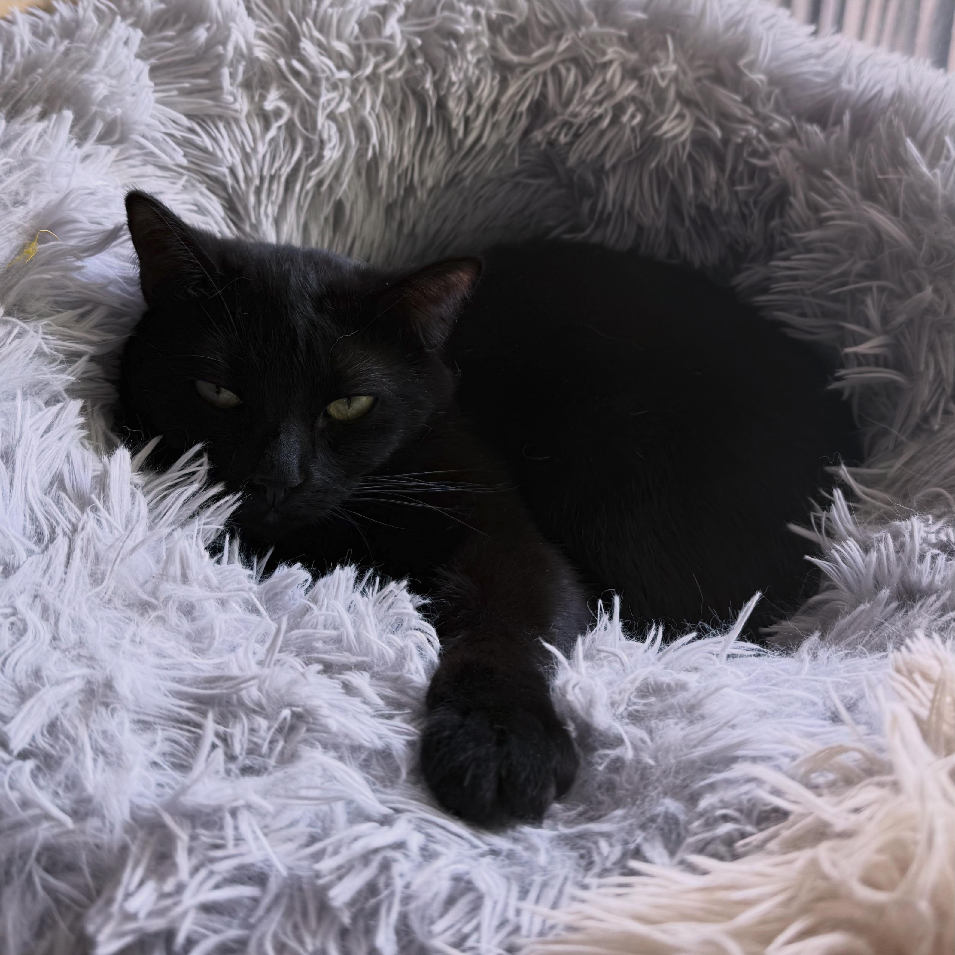 Enlarge Plum, a Adoptable Domestic Short Hair in Berkeley Springs, WV image 1/4