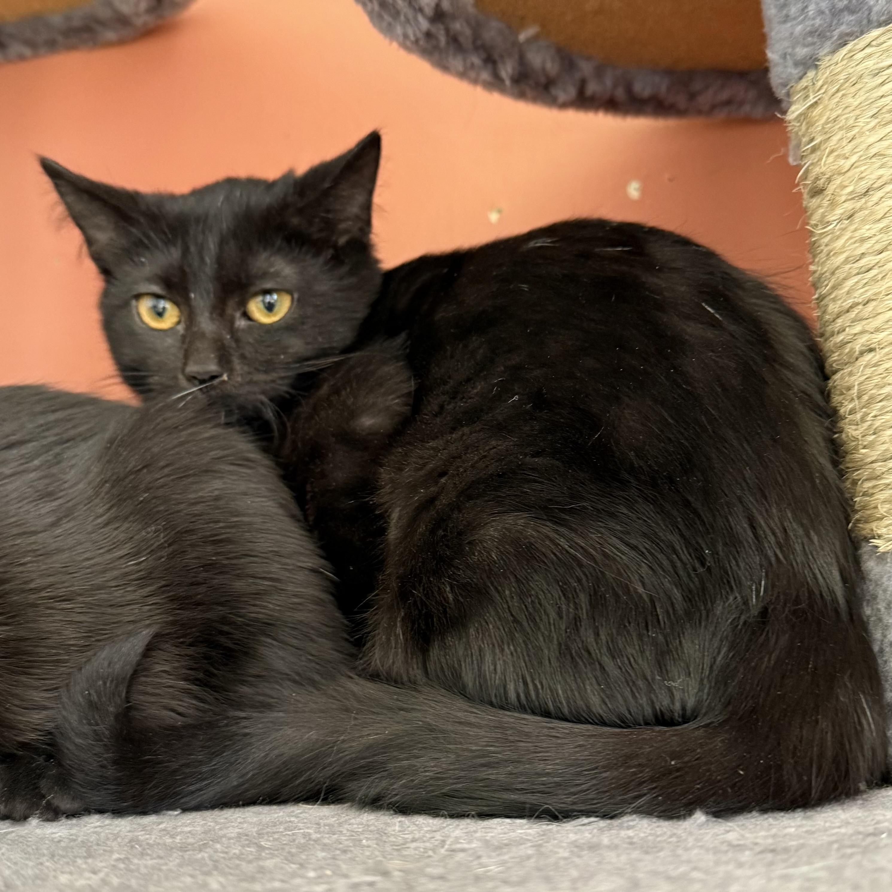 Plum, a Adoptable Domestic Short Hair in Berkeley Springs, WV image 3/3