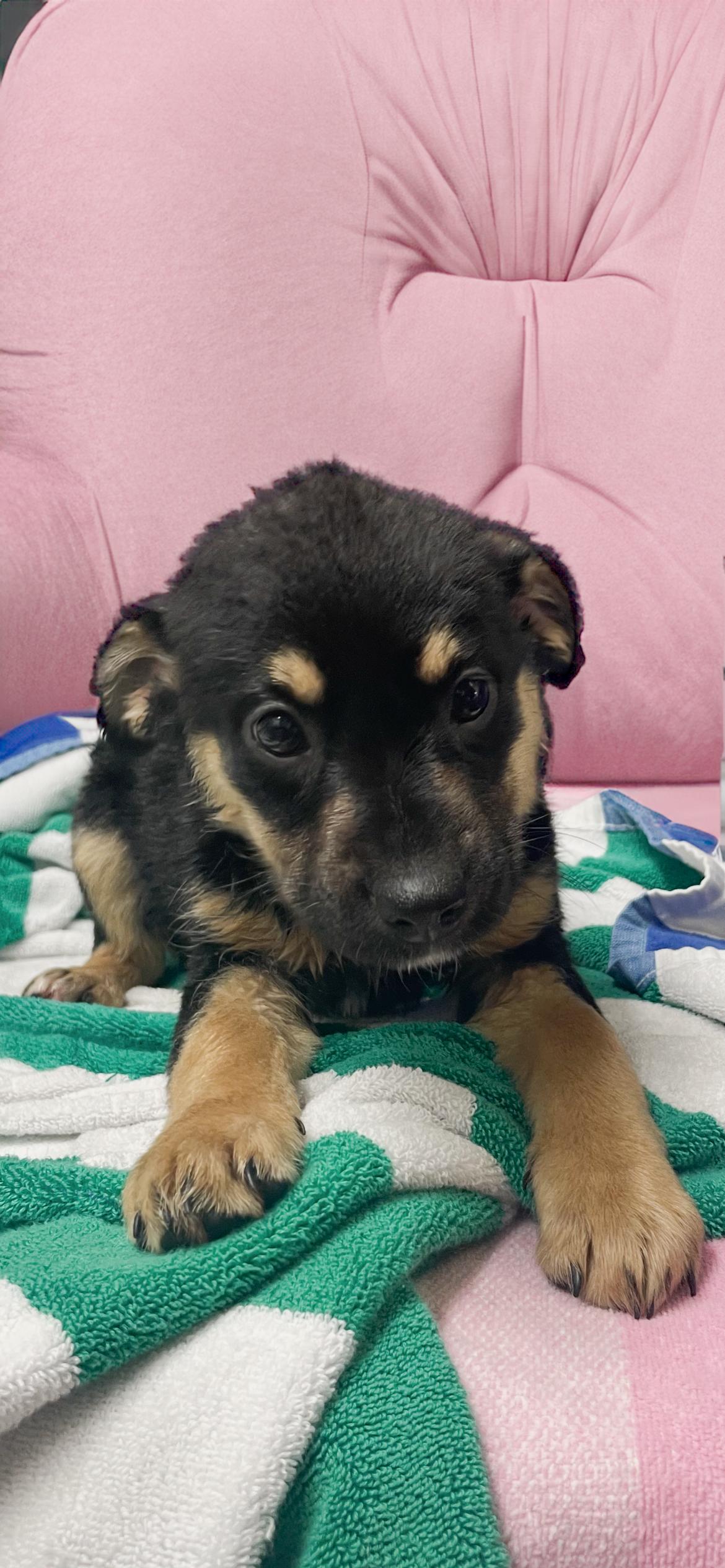 Enlarge Sophia, an adopted mixed breed in Horseshoe Bend, AR image 2/3