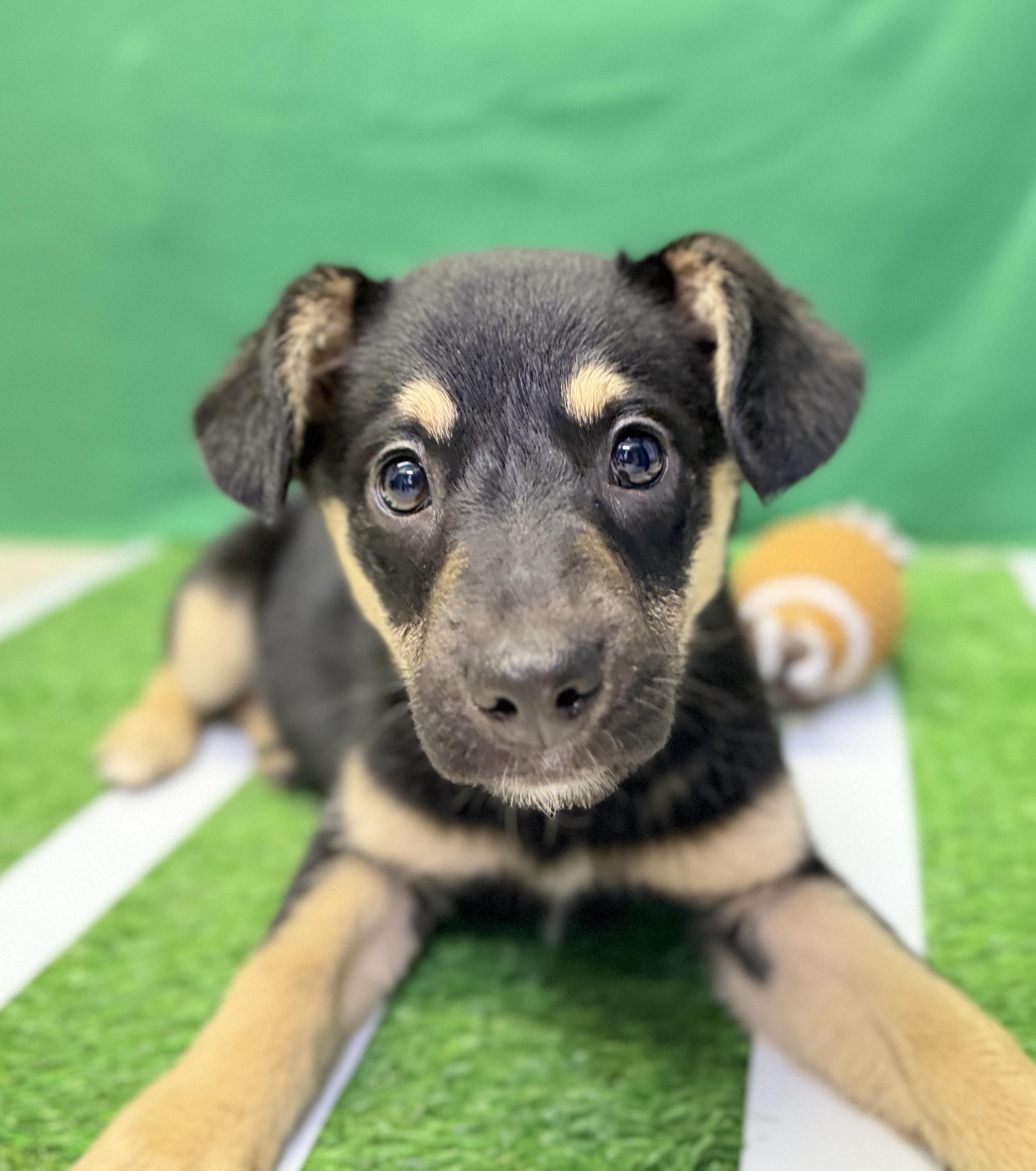 Sophia, adopted, Puppy Female German Shepherd Dog & Rottweiler.