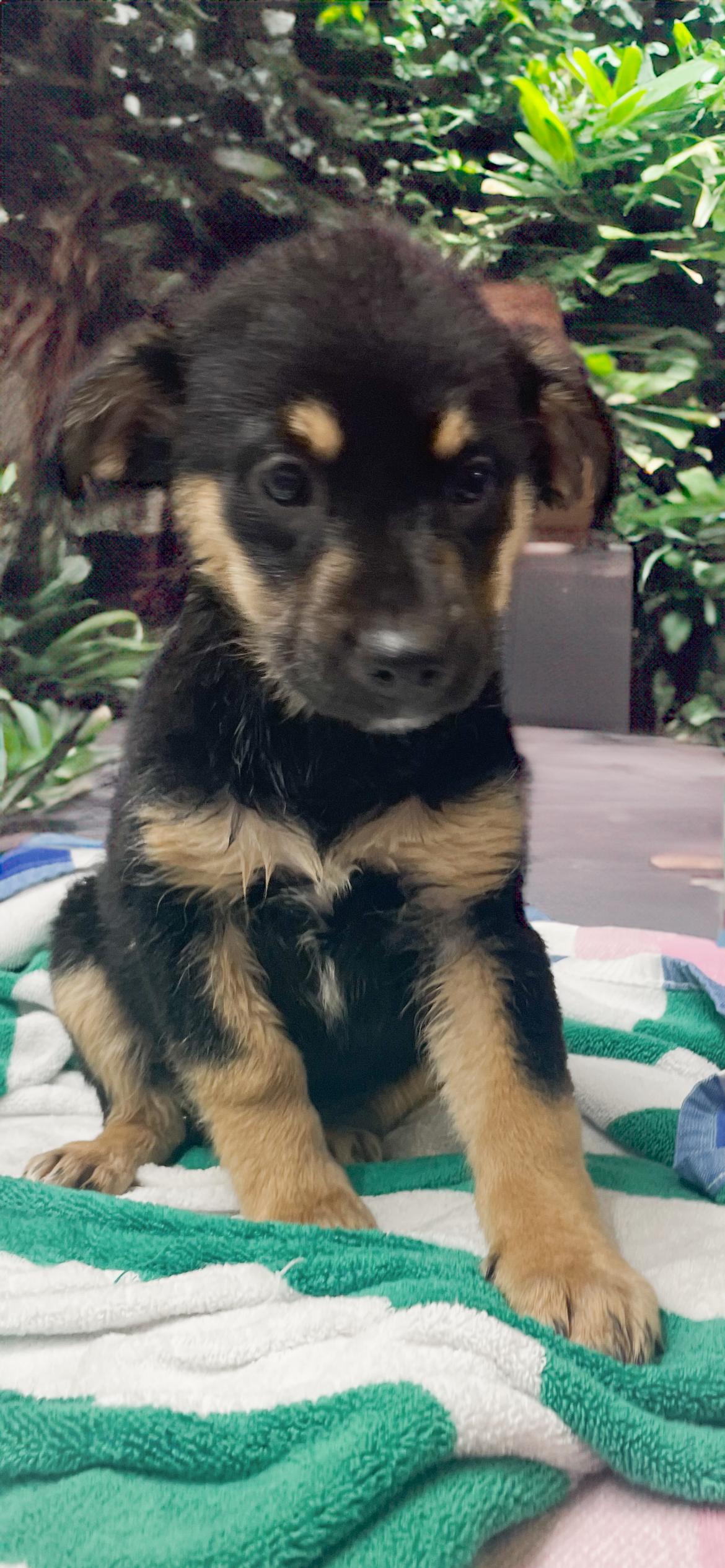 Enlarge Sophia, an adopted mixed breed in Horseshoe Bend, AR image 3/3