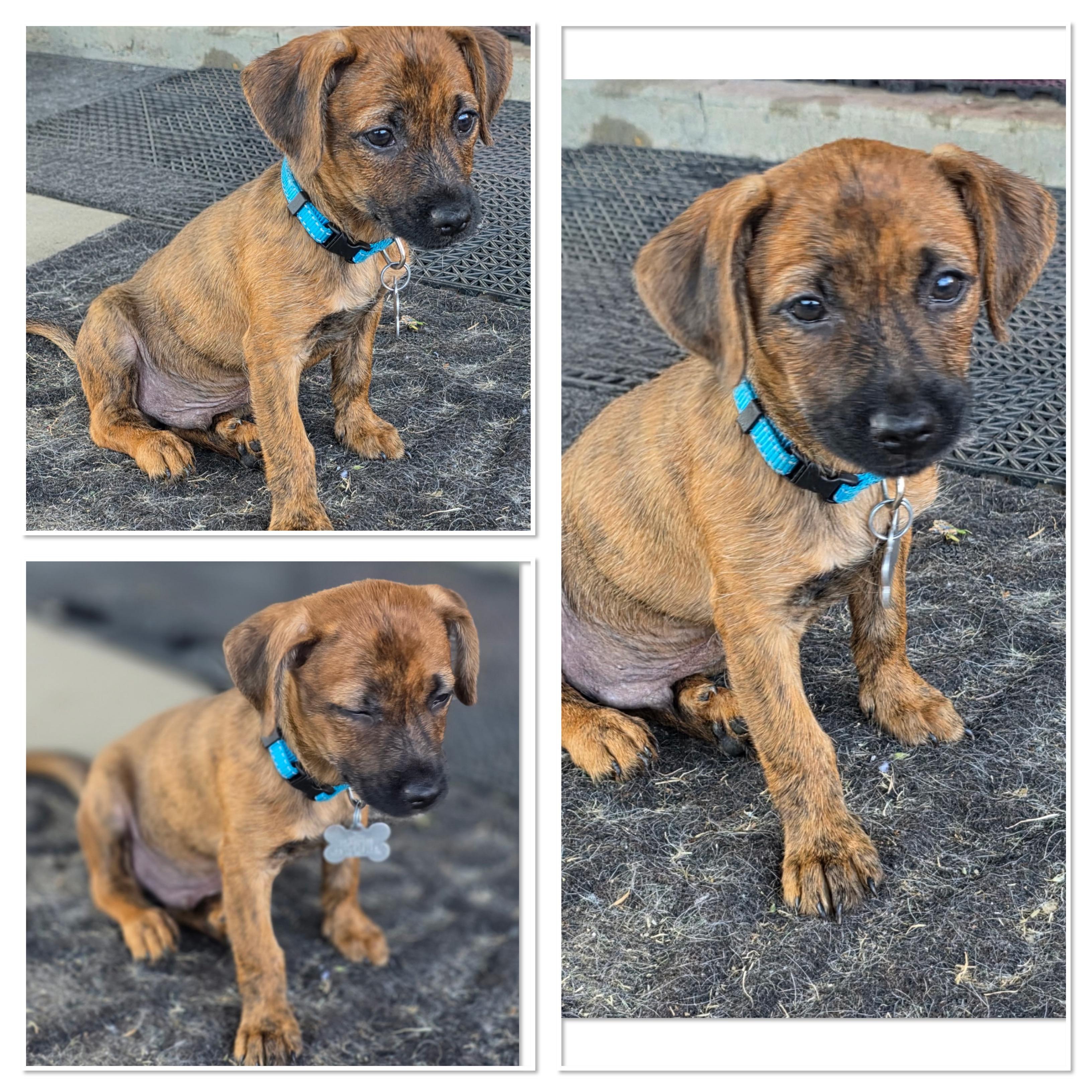 This post is a Courtesy Post and therefore Buddys Angels Rescue takes on no li