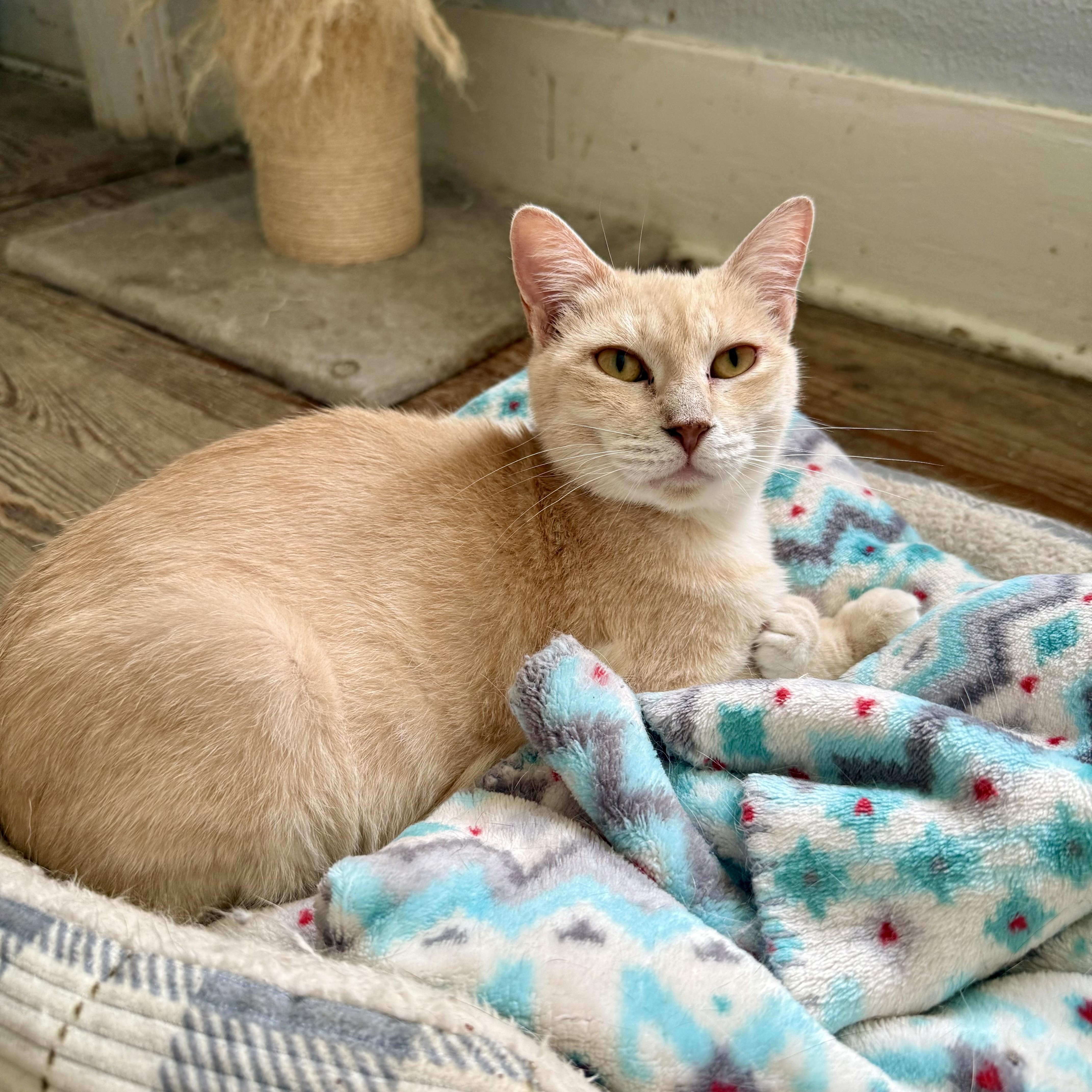 Mama Mia, ADOPTABLE, Adult Female Domestic Short Hair.