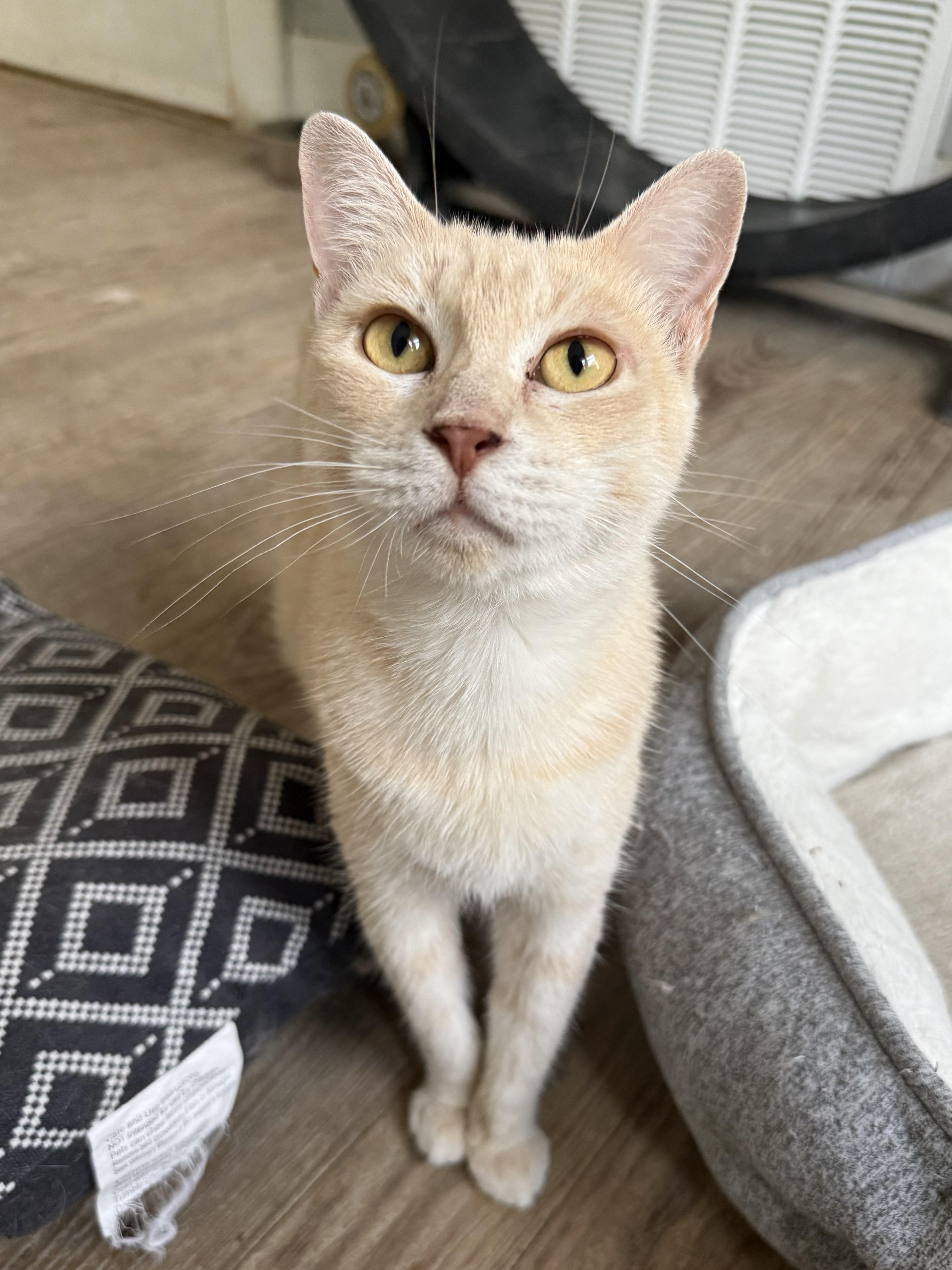 Enlarge Mama Mia, a ADOPTABLE Domestic Short Hair in Shreveport, LA image 3/3