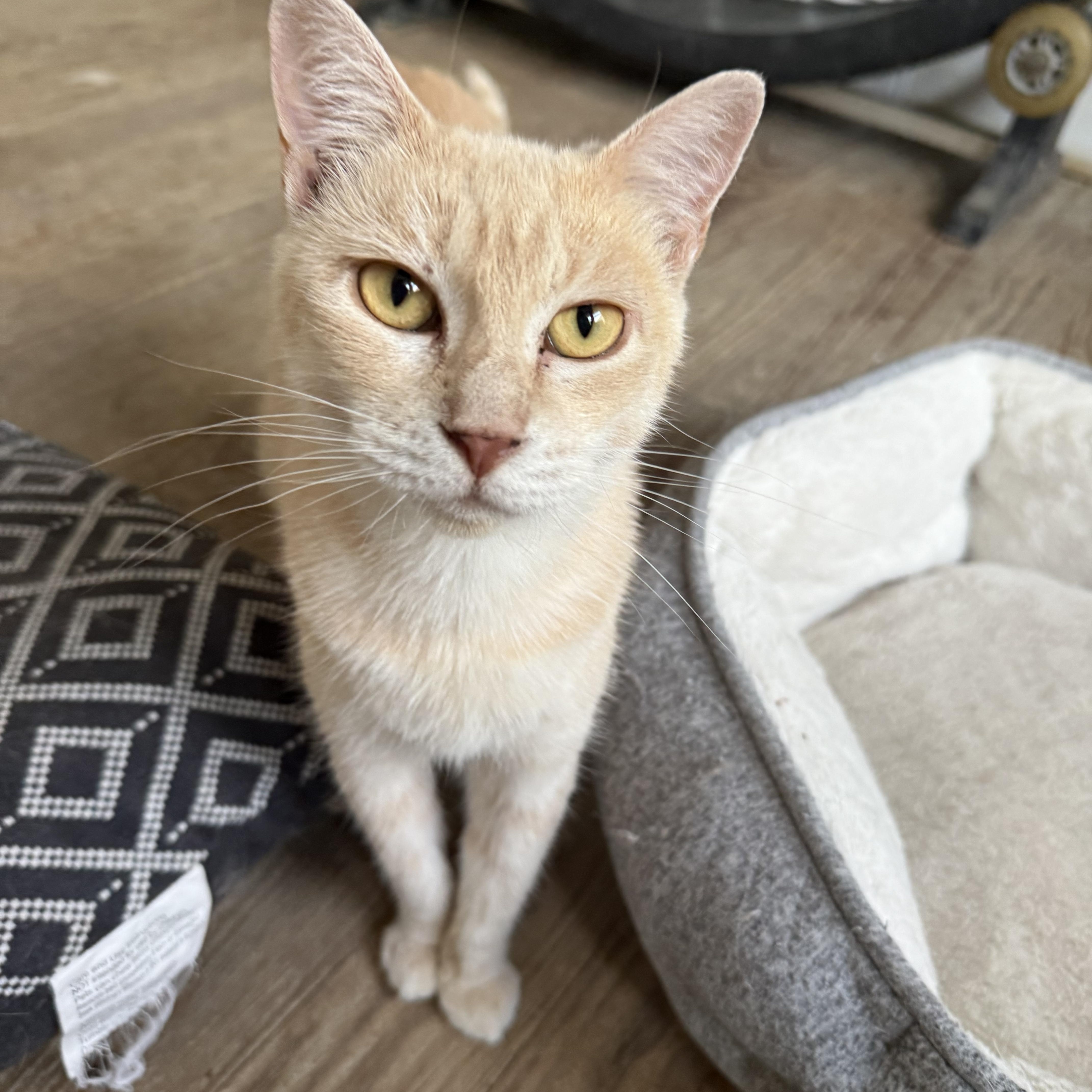 Mama Mia, ADOPTABLE, Adult Female Domestic Short Hair.