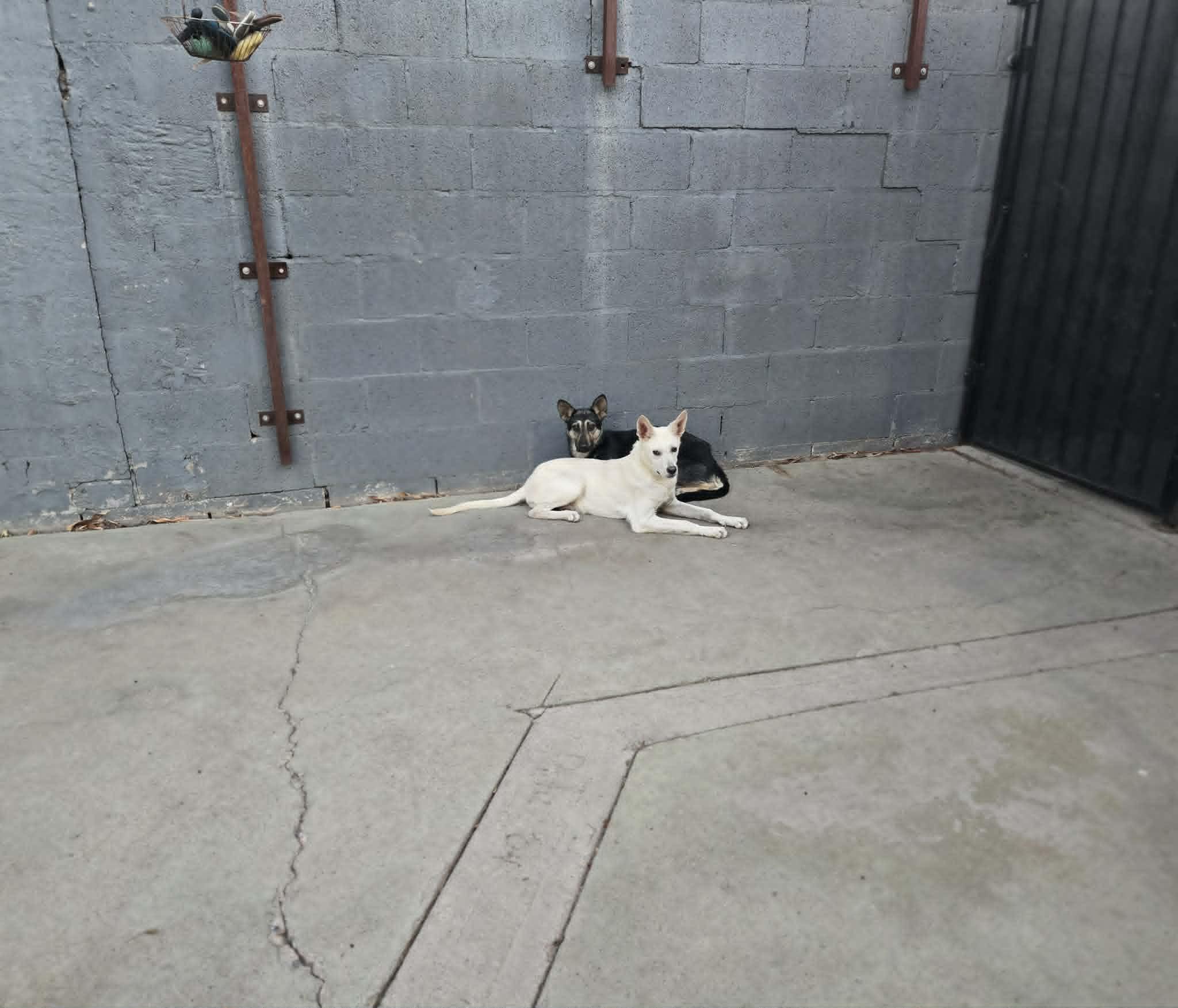 Enlarge Jackyl & Jett (Bro & Sis Duo), a ADOPTABLE mixed breed in Phoenix, AZ image 3/6