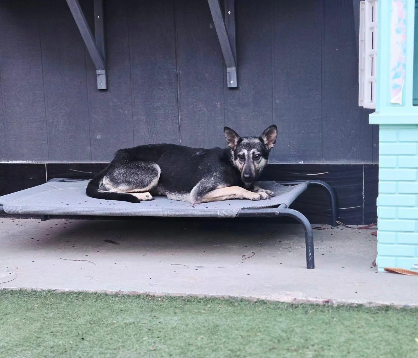 Enlarge Jackyl & Jett (Bro & Sis Duo), a ADOPTABLE mixed breed in Phoenix, AZ image 4/6