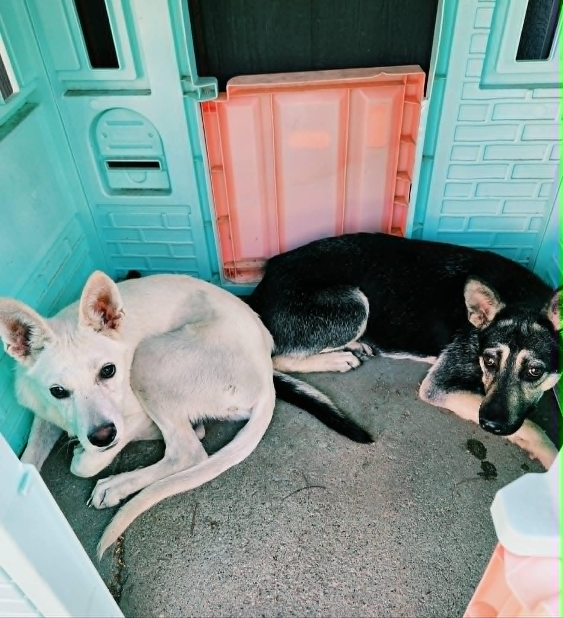 Enlarge Jackyl & Jett (Bro & Sis Duo), a ADOPTABLE mixed breed in Phoenix, AZ image 1/6