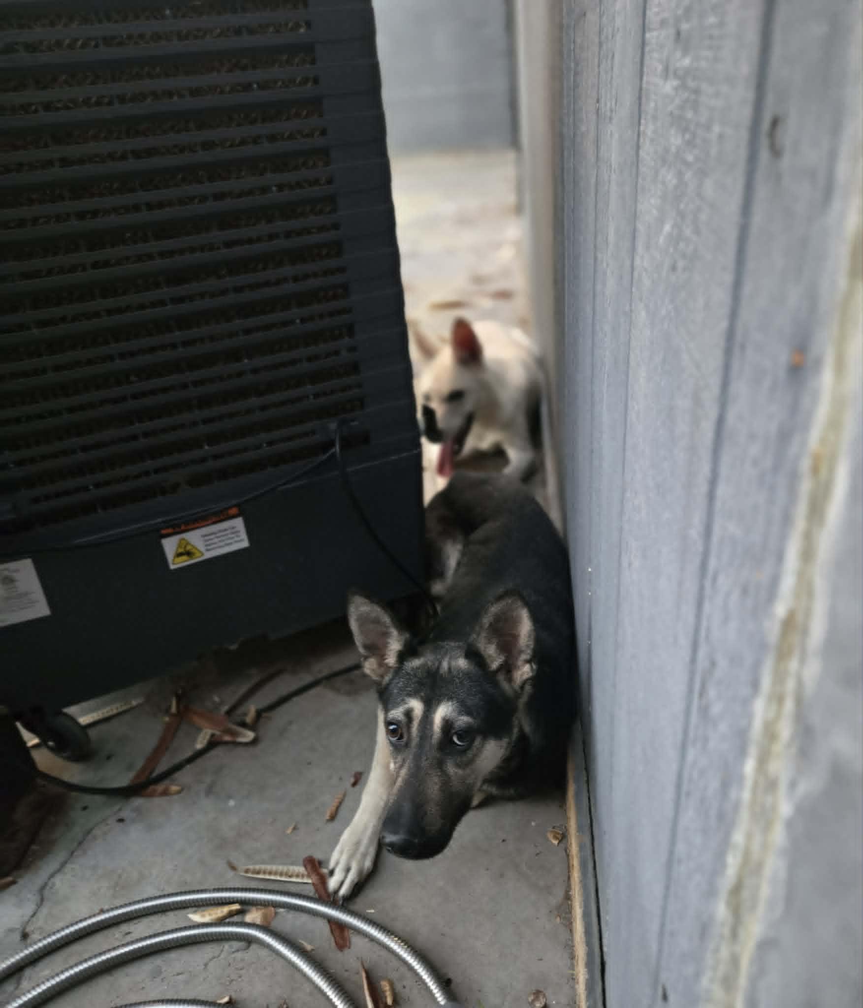 Enlarge Jackyl & Jett (Bro & Sis Duo), a ADOPTABLE mixed breed in Phoenix, AZ image 2/6