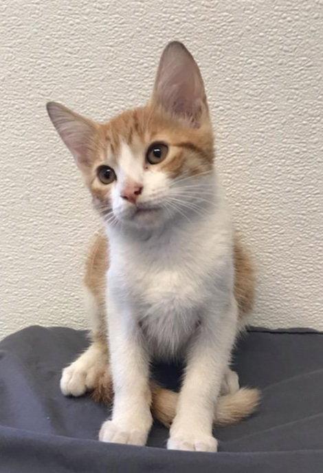 Simba - kitten room, Adopted, Kitten Male Tabby.