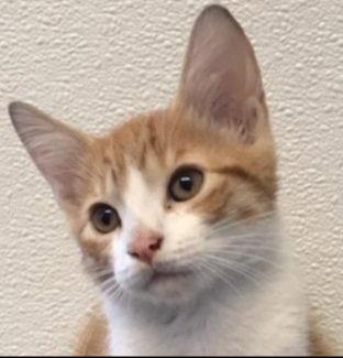 Simba - kitten room, a Adopted Tabby in Oakland Park, FL image 2/2