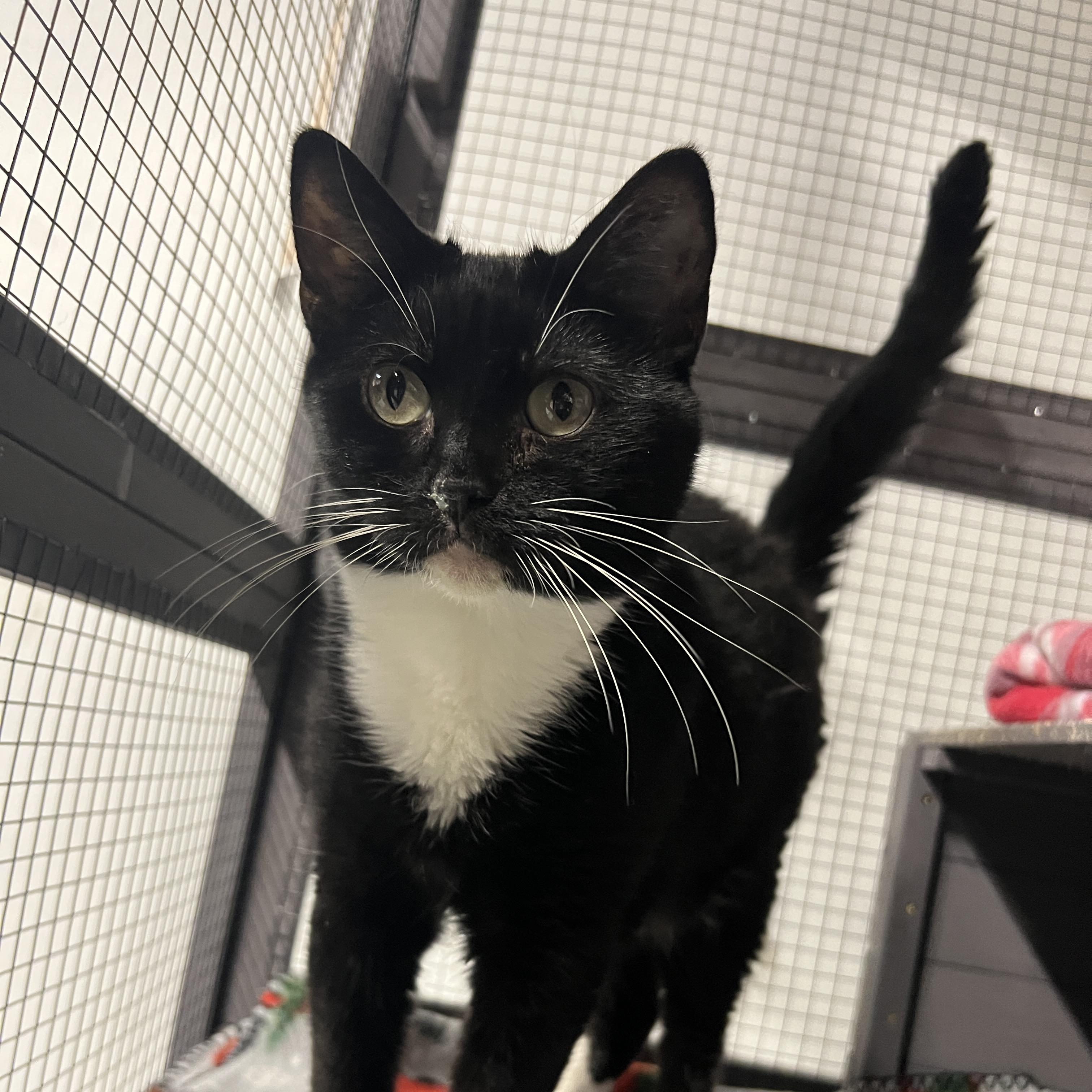 Enlarge Honeynut and Dumpling, a ADOPTABLE Tuxedo in Altoona, PA image 2/2