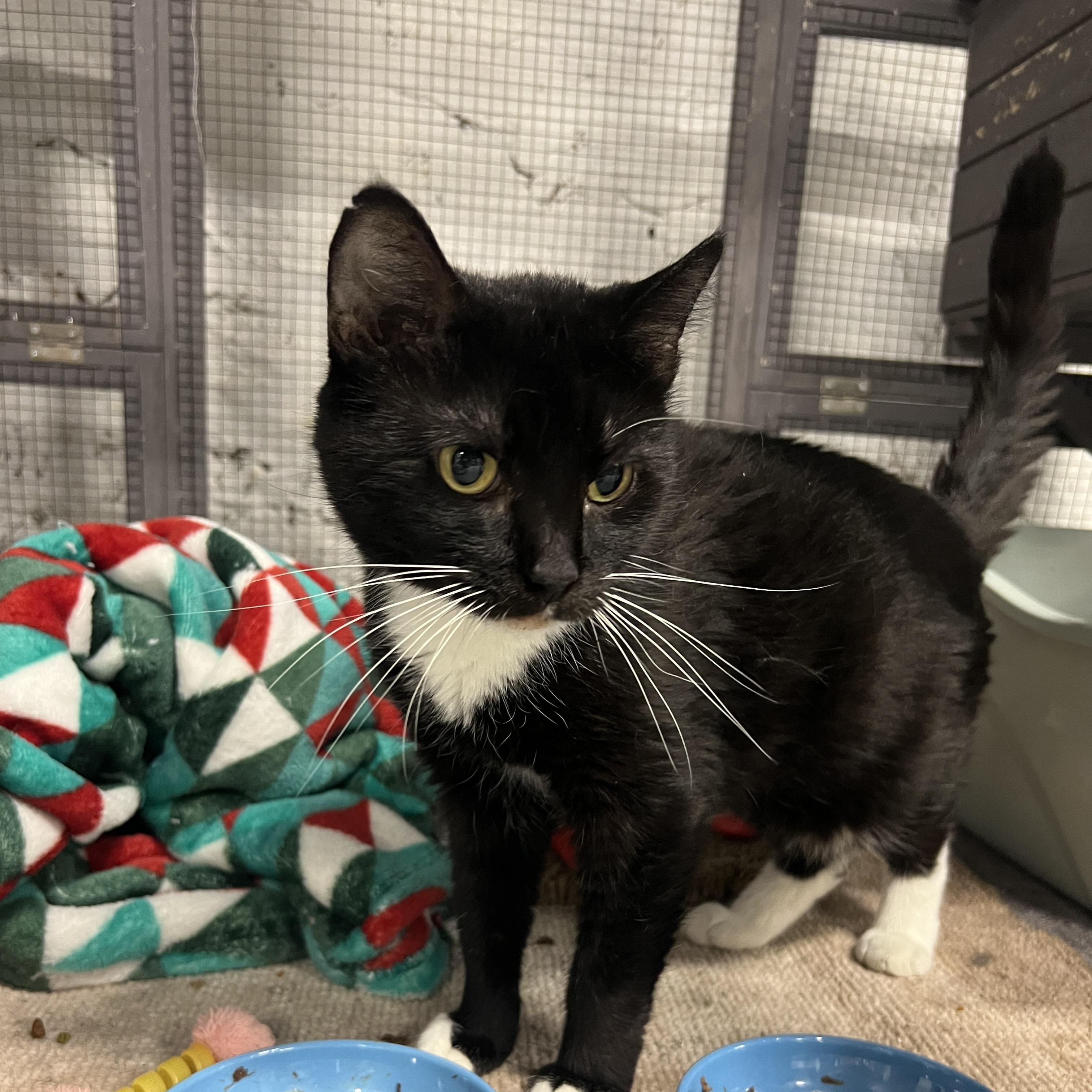 Honeynut and Dumpling, ADOPTABLE, Adult Female Tuxedo.