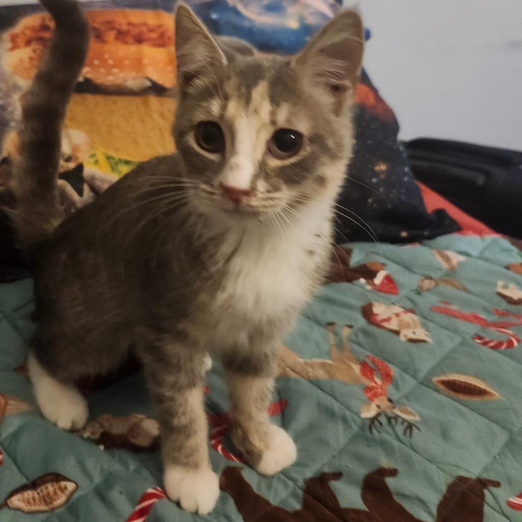 Daphnia Jo-AR, Adoptable, Kitten Female Domestic Short Hair.