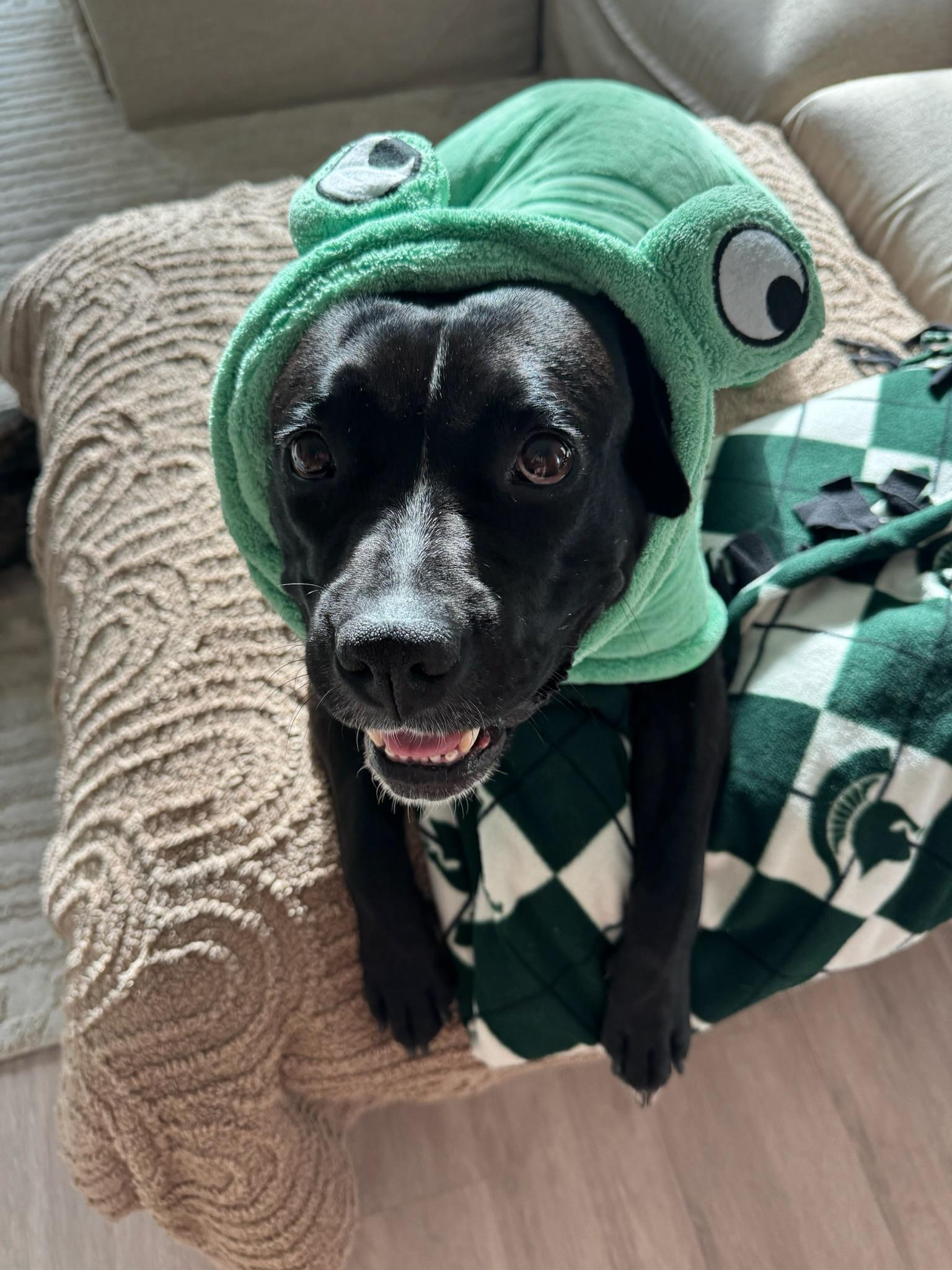 Darla, a Adoptable Staffordshire Bull Terrier in San Diego , CA image 6/6