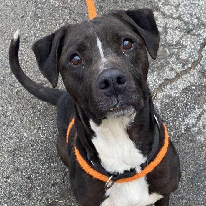 Newbie, an adoptable Mixed Breed in Youngstown, OH, 44512 | Photo Image 4