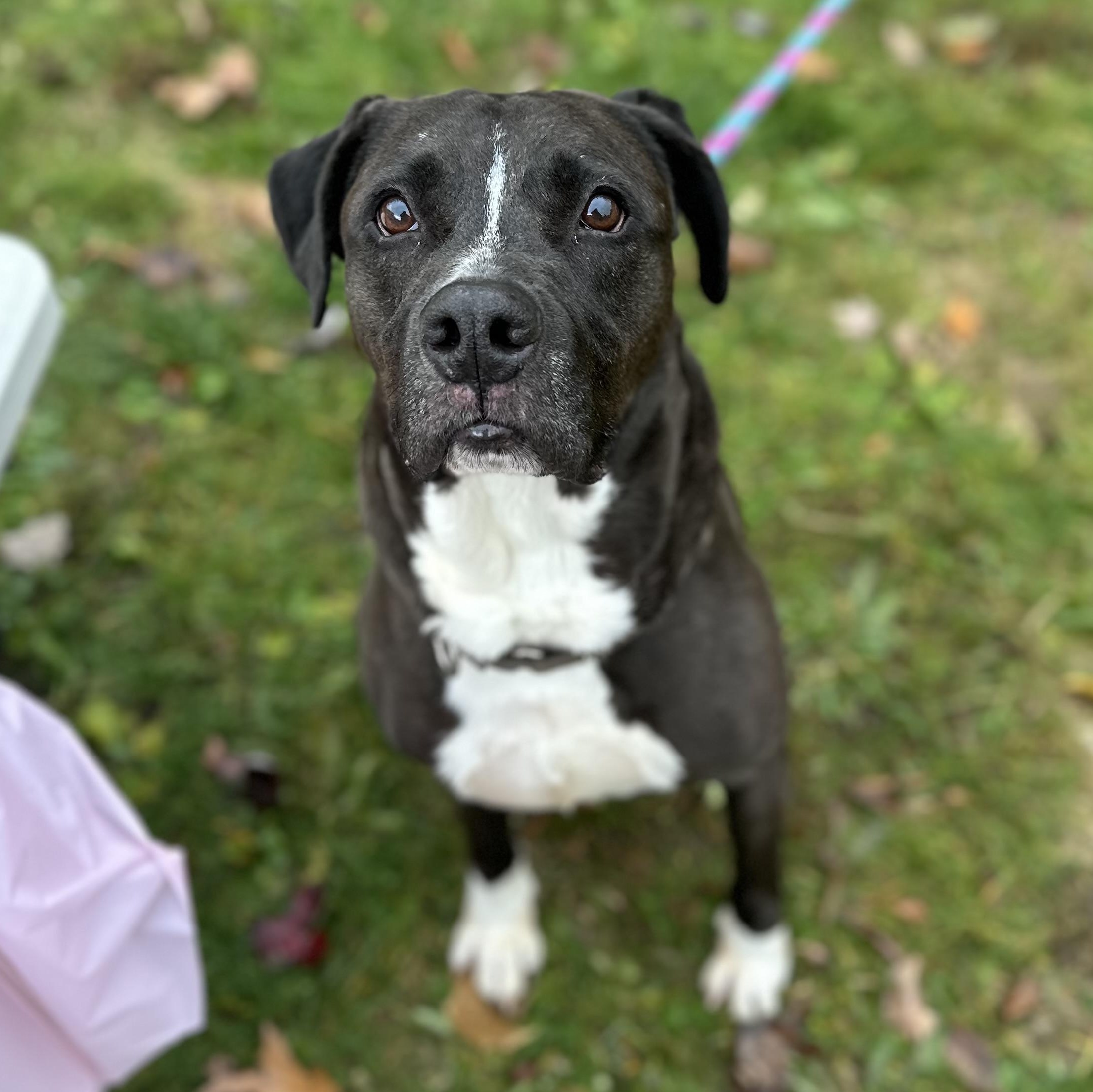 Newbie, a Adoptable Mixed Breed in Youngstown, OH image 1/6