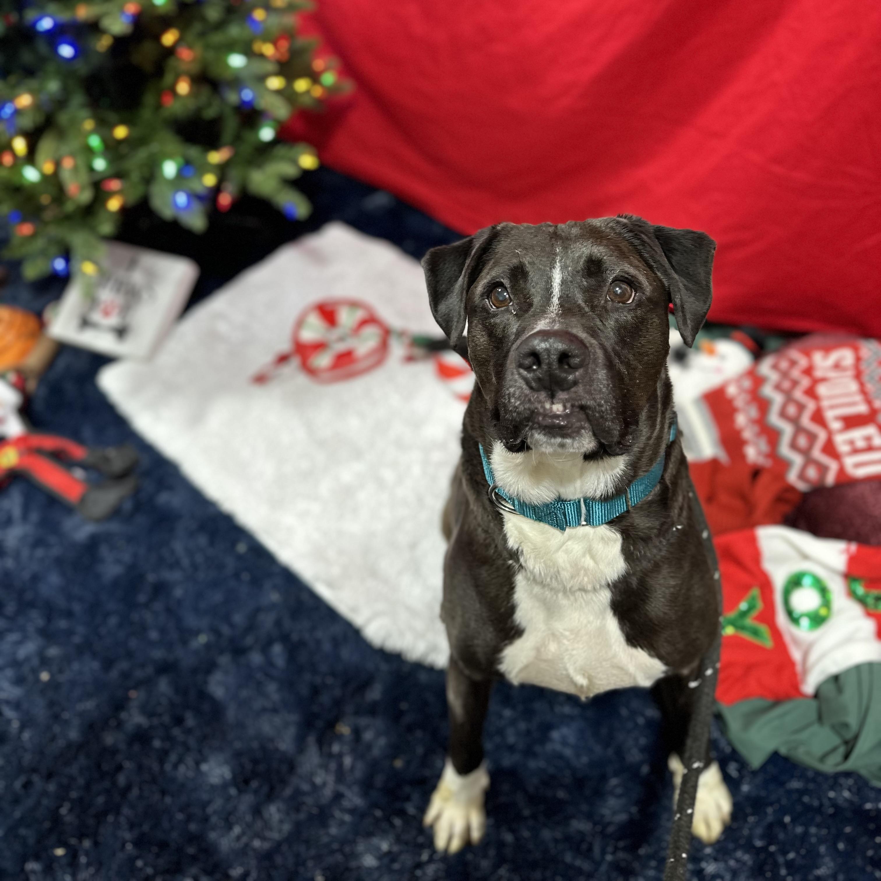 Newbie, a Adoptable Mixed Breed in Youngstown, OH image 2/6