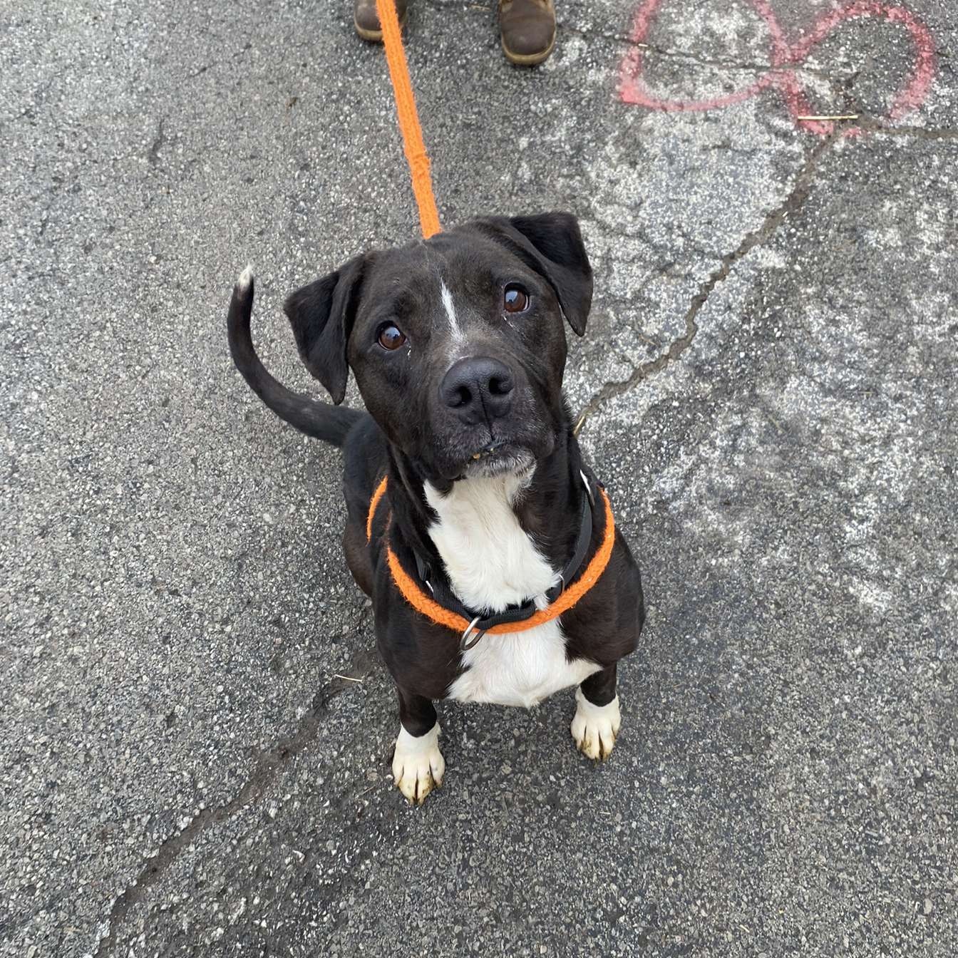 Newbie, a Adoptable Mixed Breed in Youngstown, OH image 6/6