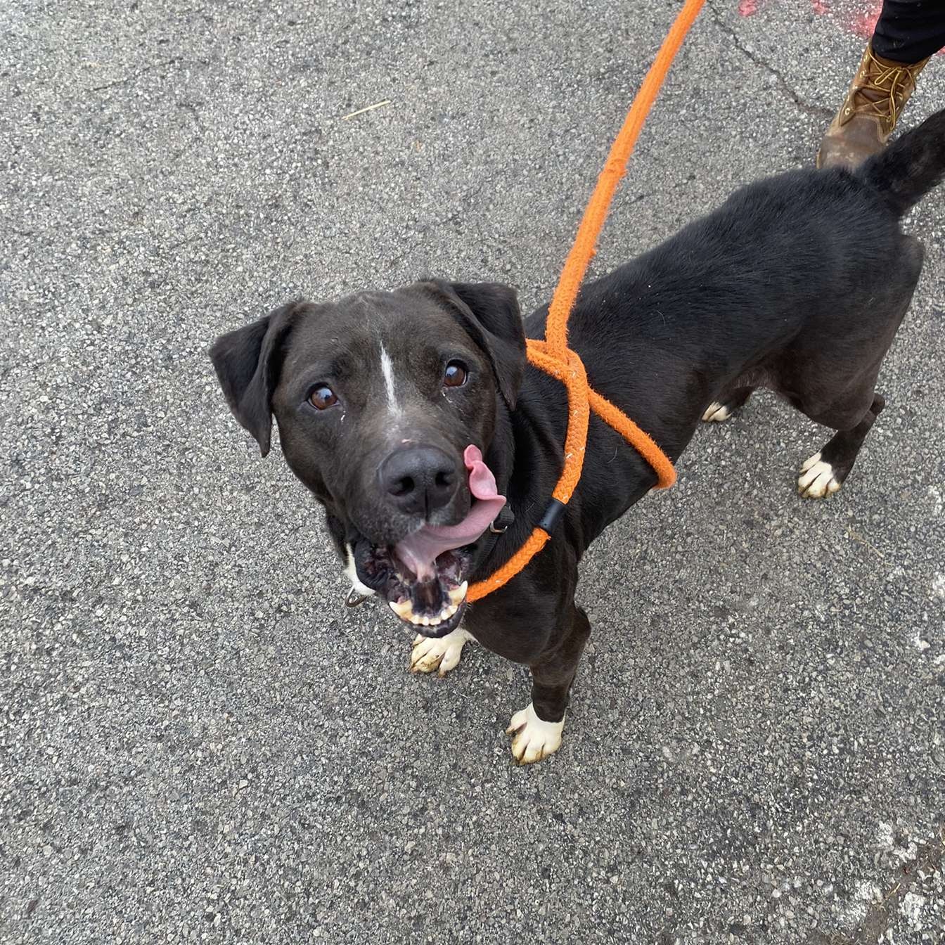 Newbie, an adoptable Mixed Breed in Youngstown, OH, 44512 | Photo Image 6