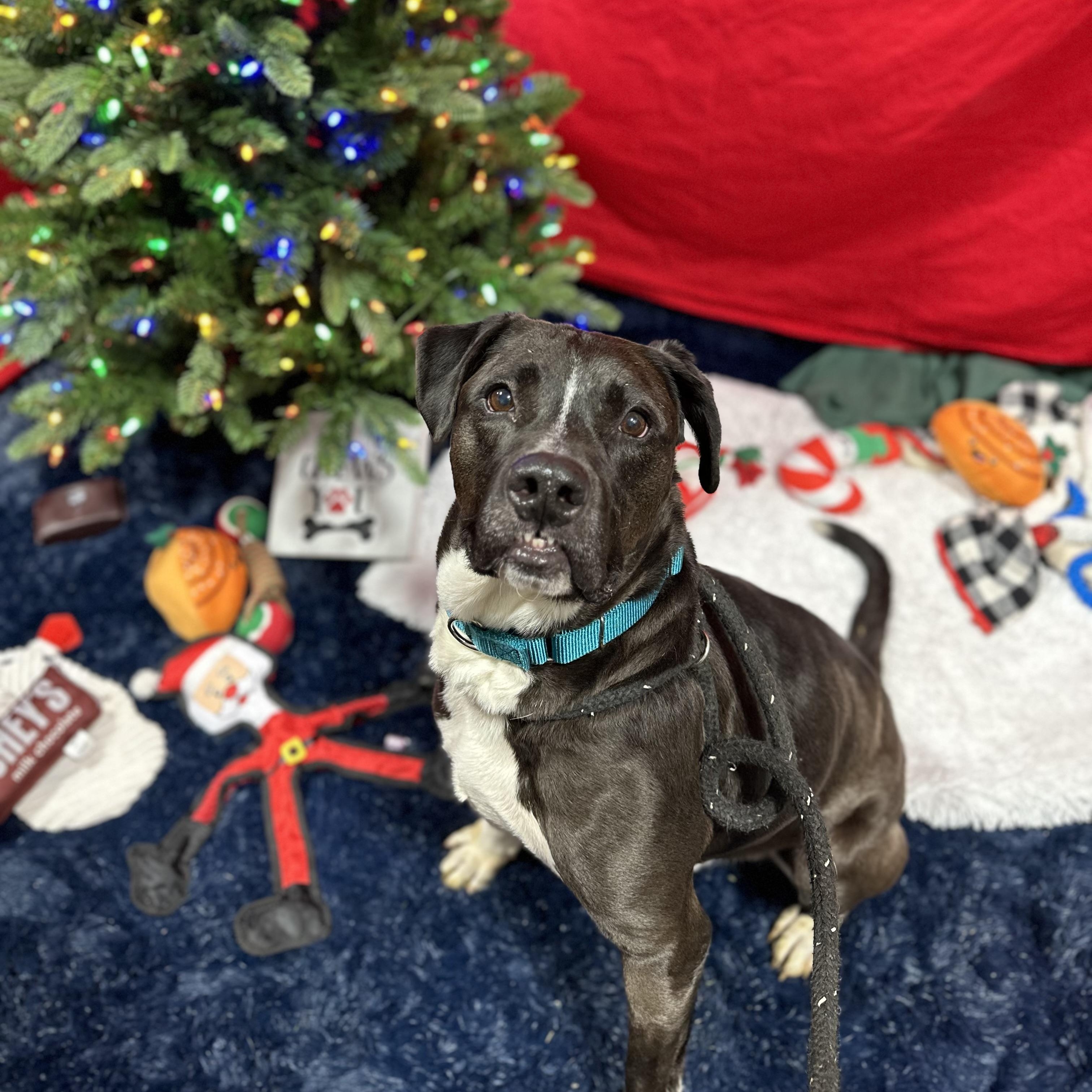 Newbie, an adoptable Mixed Breed in Youngstown, OH, 44512 | Photo Image 3